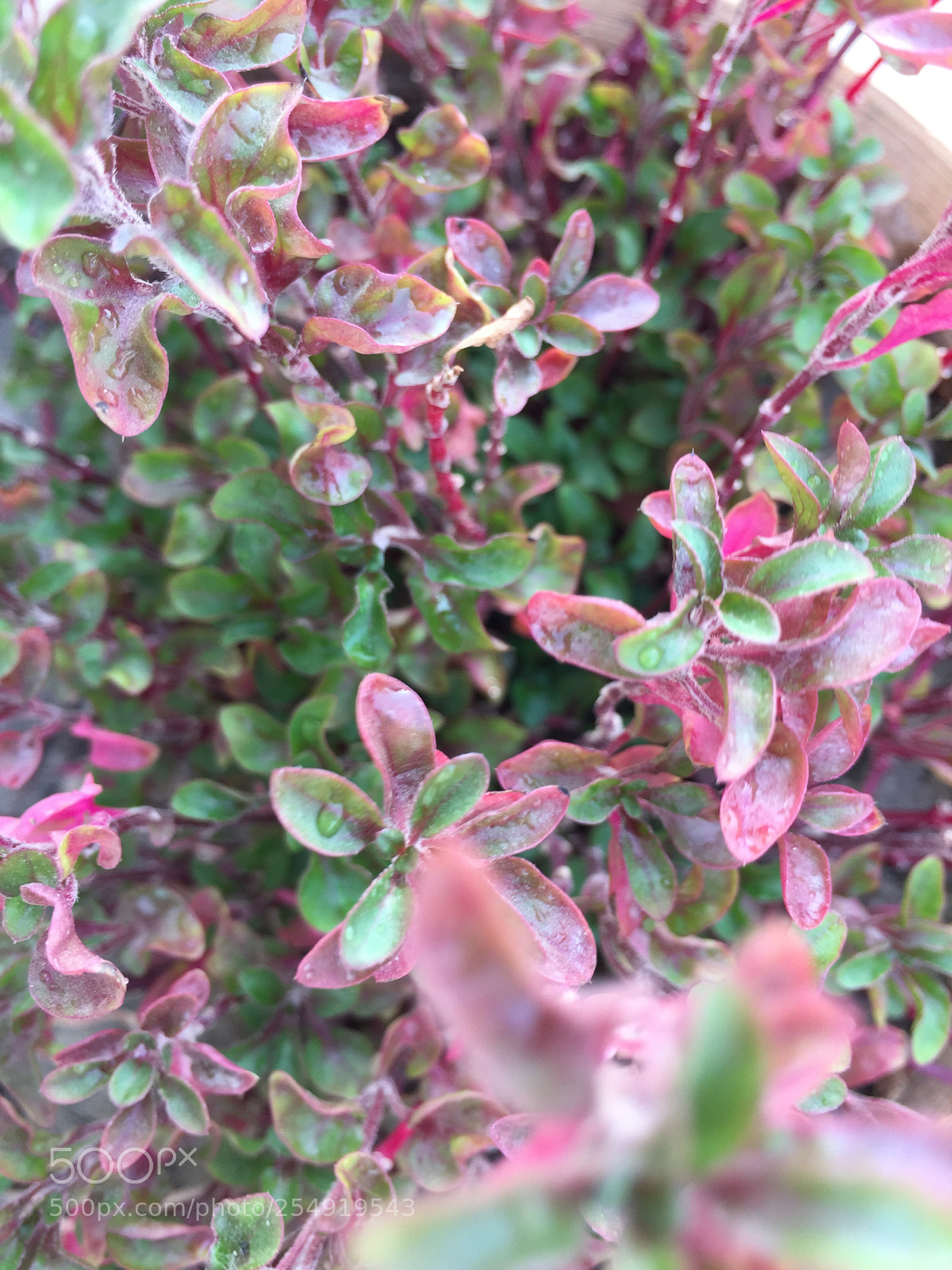 Apple iPhone 6 sample photo. Untitled photography