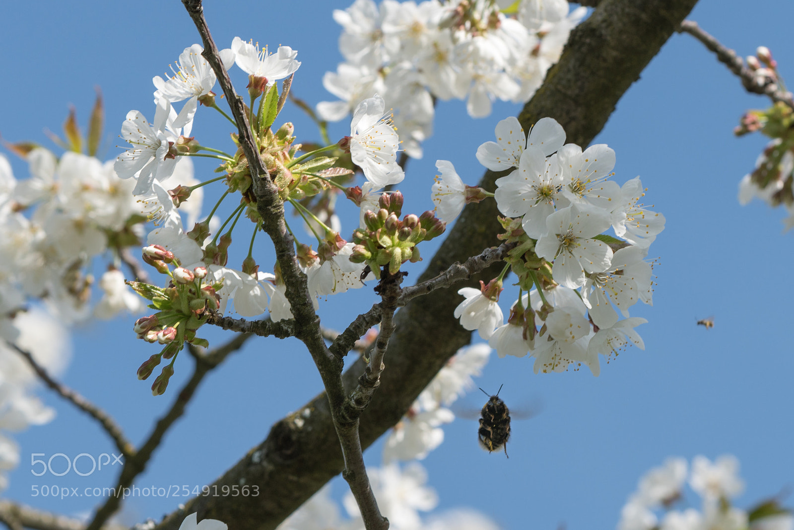 Sony a6300 sample photo. Bumblebee on cherry blossom photography