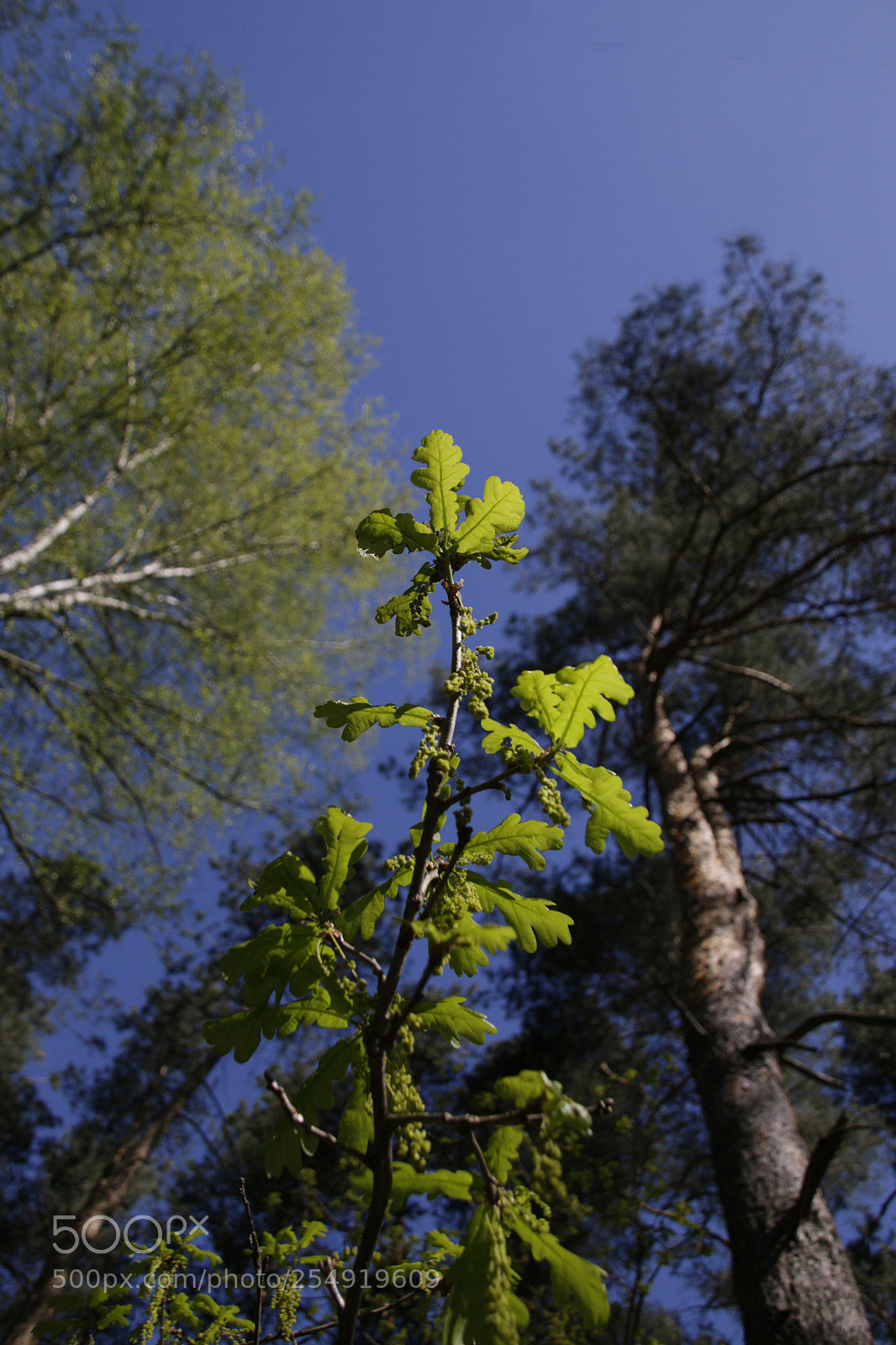 Canon EOS 70D sample photo. Just a forest photography