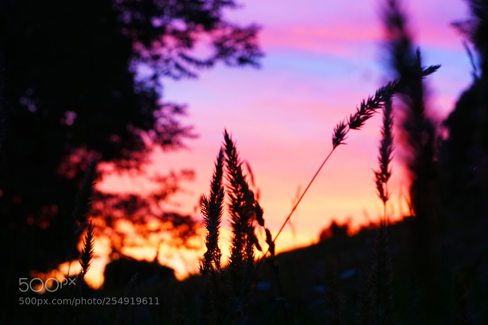 Sony a6000 sample photo. Sunset in auckland, nz photography