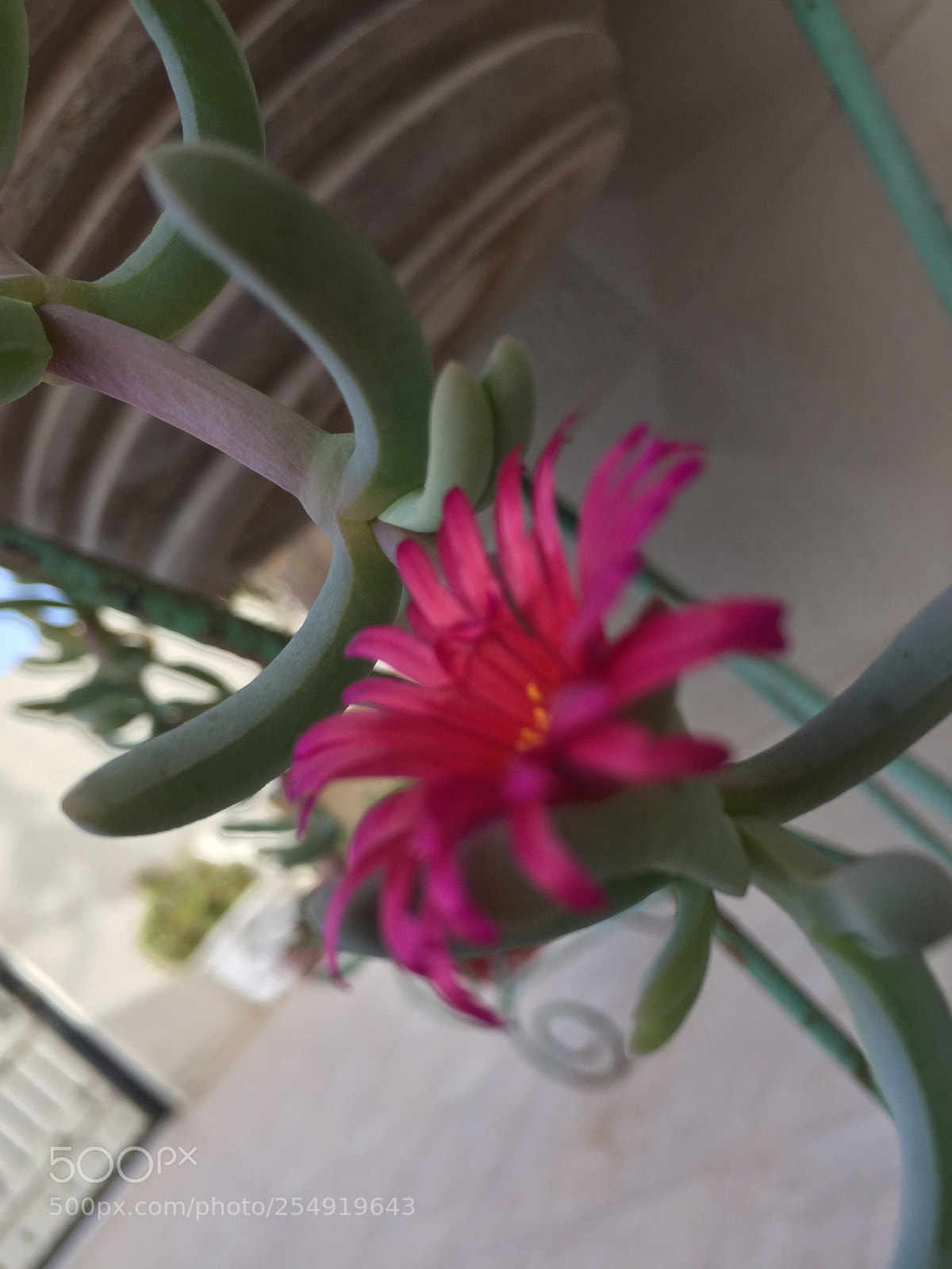 Apple iPhone 6 sample photo. Untitled photography