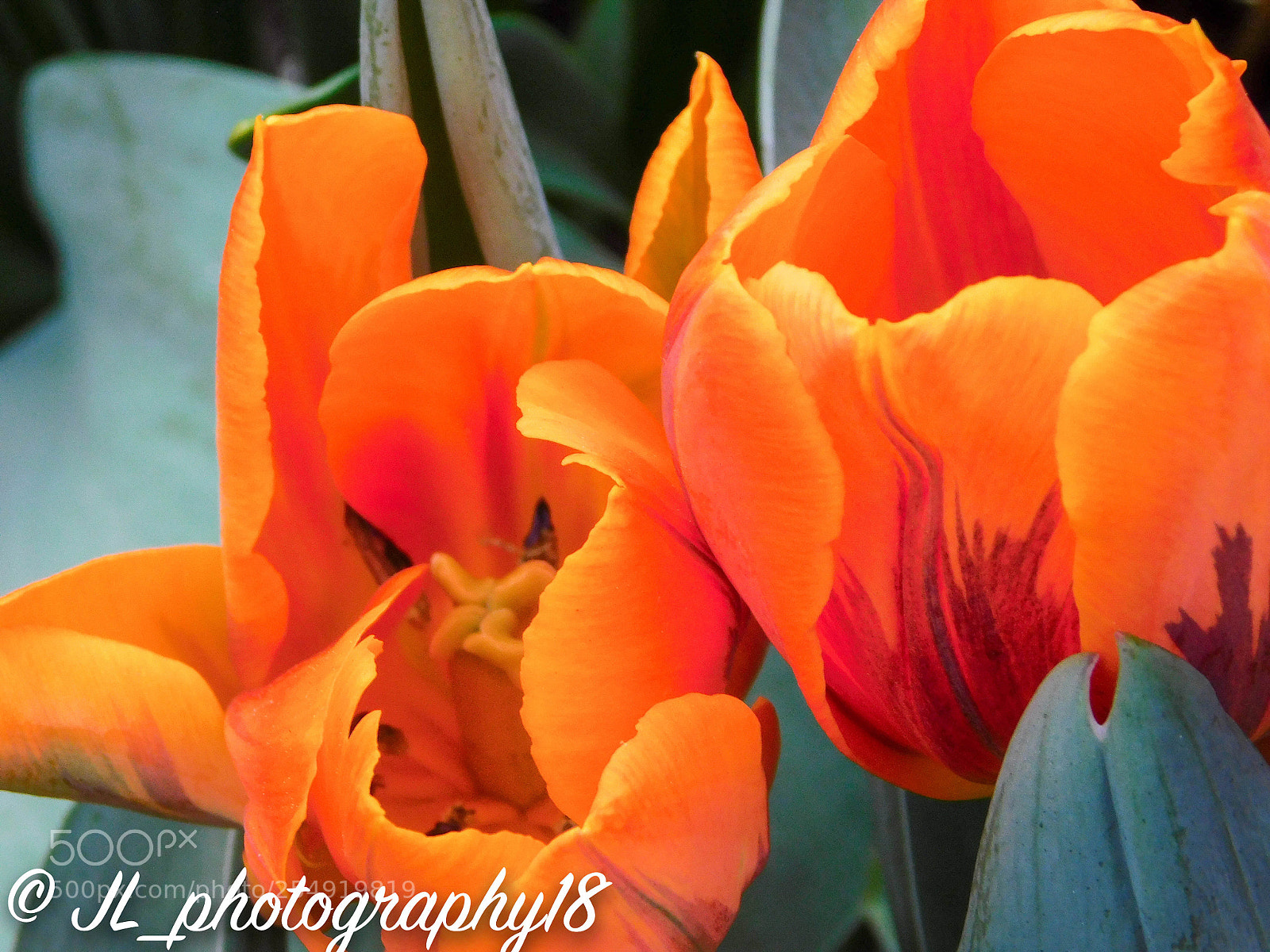 Nikon Coolpix B500 sample photo. Orange flower photography