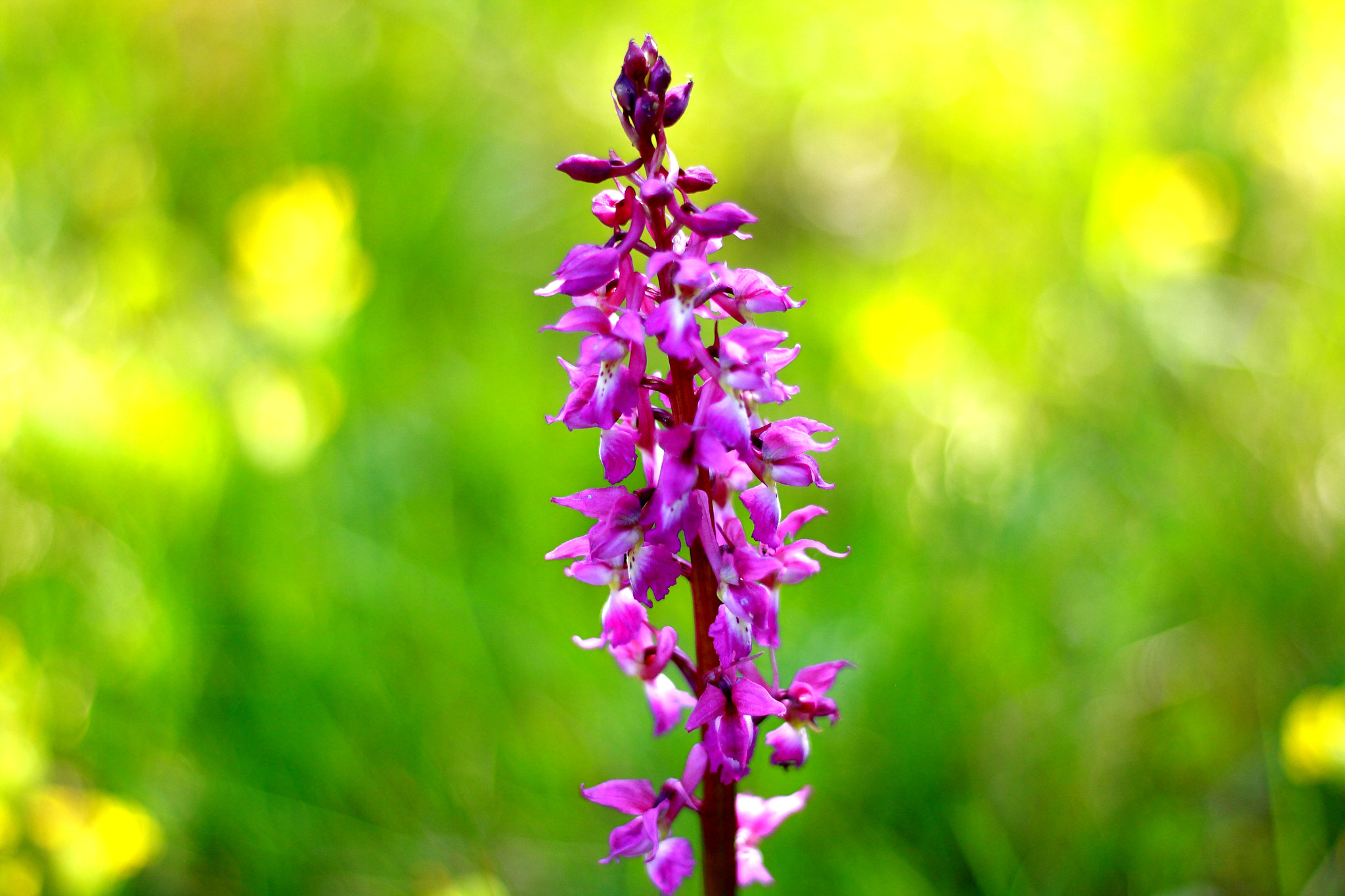 Canon EOS 1000D (EOS Digital Rebel XS / EOS Kiss F) + Canon EF 50mm F1.8 STM sample photo. Wild orchis photography