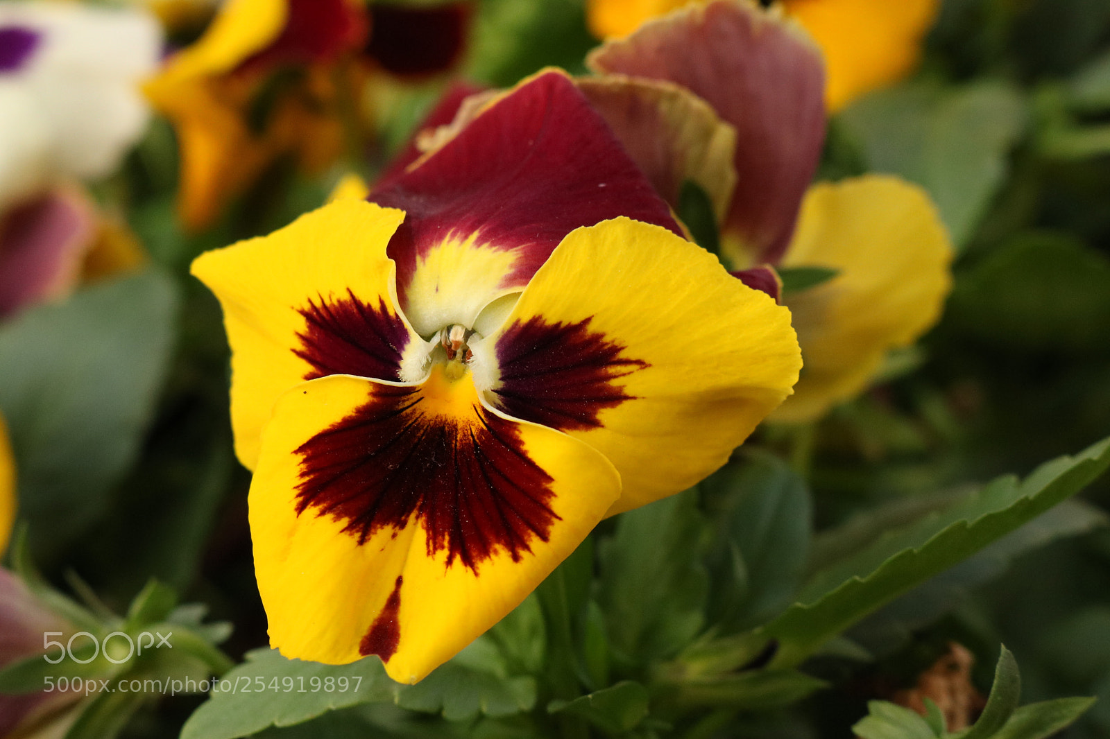 Canon EOS 750D (EOS Rebel T6i / EOS Kiss X8i) sample photo. Viola tricolor photography