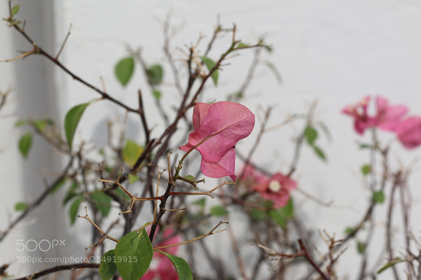 Canon EOS 70D + Canon EF 50mm F1.8 II sample photo. Pink flower garden photography