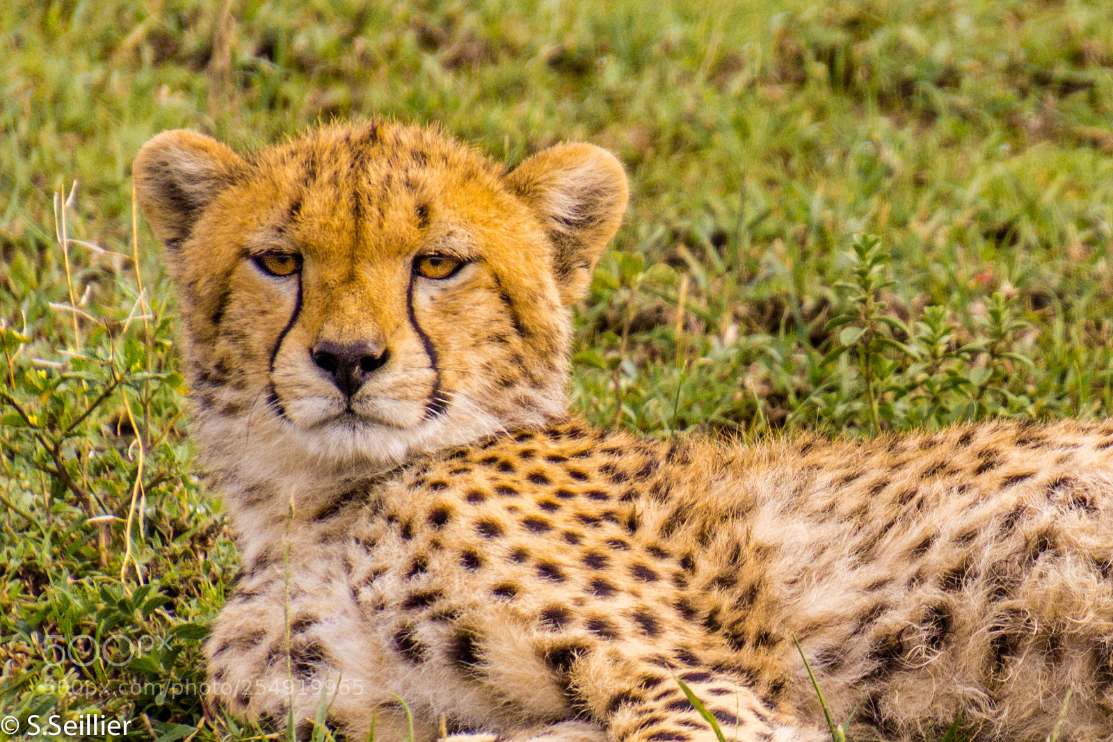 Canon EOS 700D (EOS Rebel T5i / EOS Kiss X7i) sample photo. Wild cheetah photography