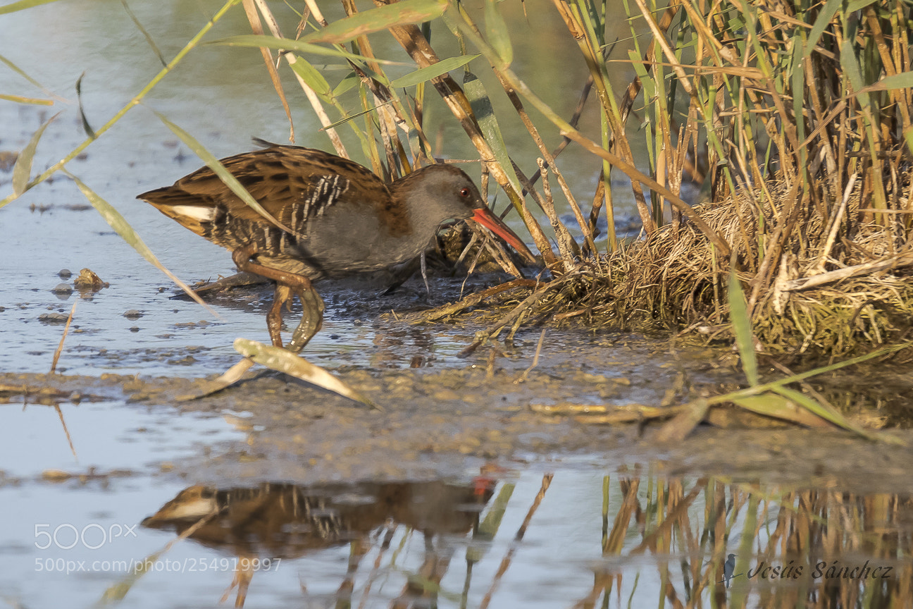Canon EOS 7D Mark II sample photo. Rasc n europeo rallus photography
