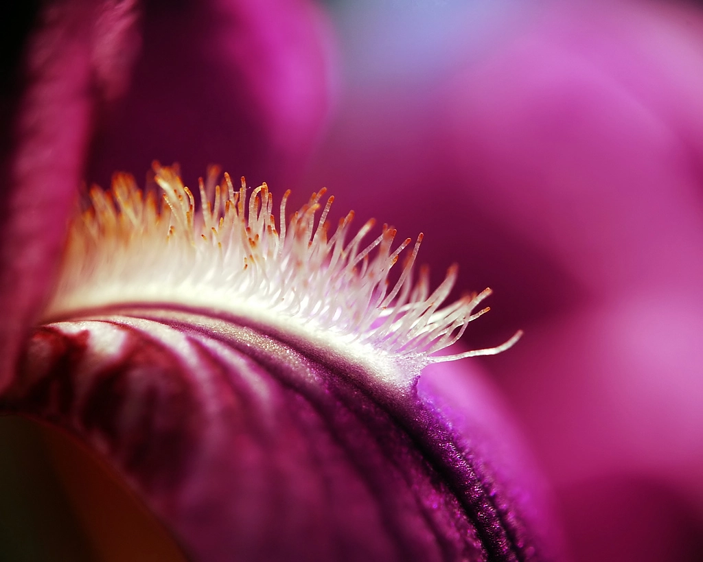 Purple iris by Tanya Kartseva on 500px.com