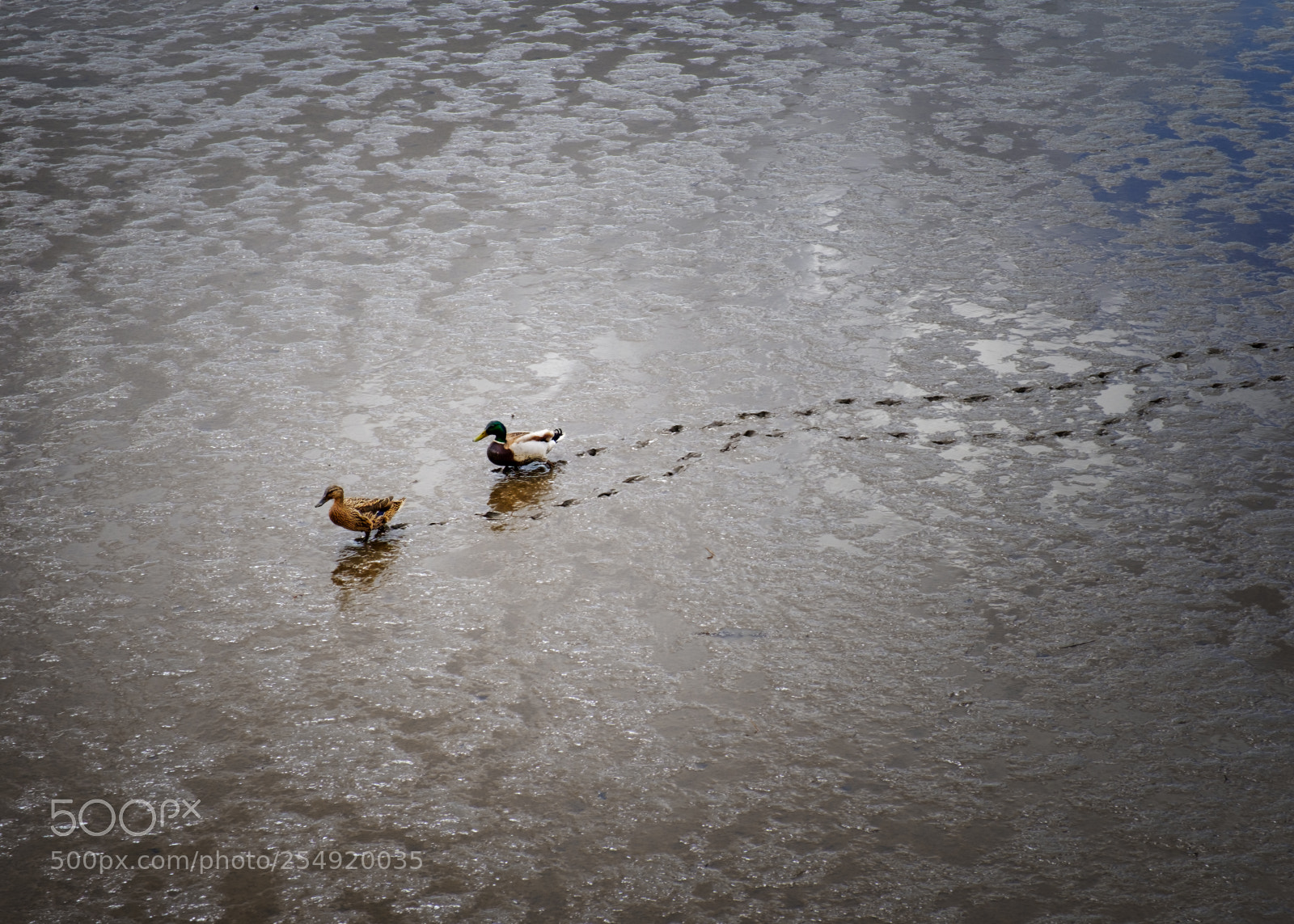 Fujifilm X-Pro2 sample photo. Duck trails photography
