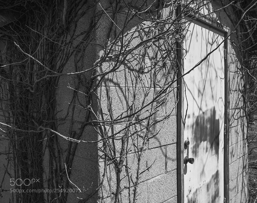 Fujifilm GFX 50S sample photo. Graveyard shed photography