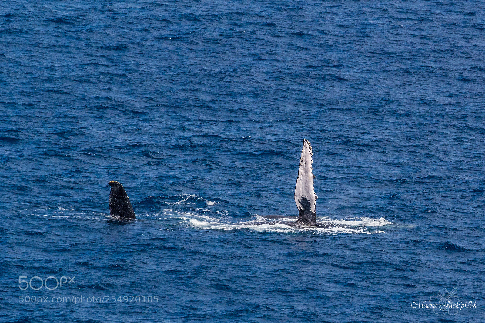Canon EOS 550D (EOS Rebel T2i / EOS Kiss X4) sample photo. Humpback whale photography