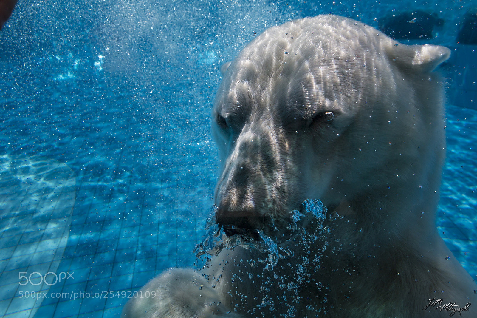 Canon EOS 70D sample photo. Polar bear in the photography