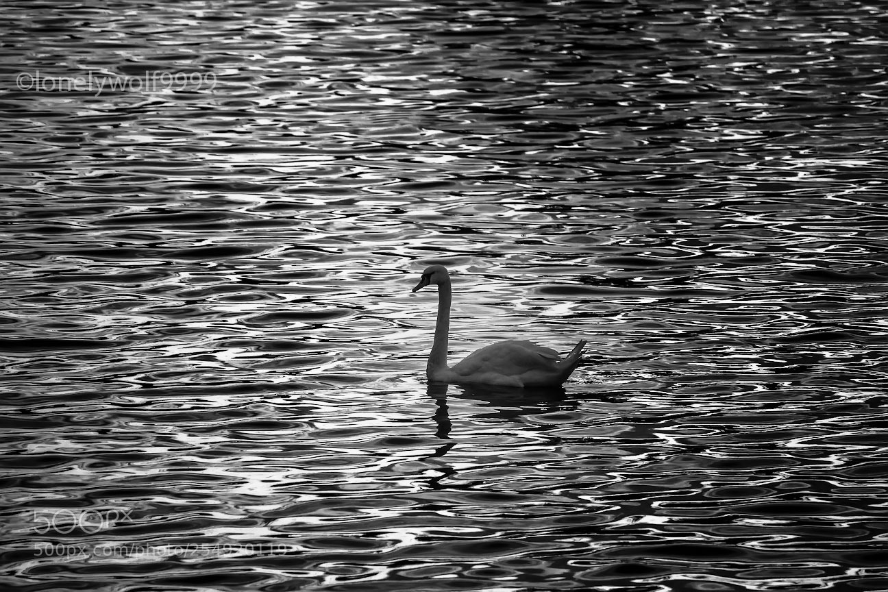 Canon EOS 550D (EOS Rebel T2i / EOS Kiss X4) sample photo. White swan photography