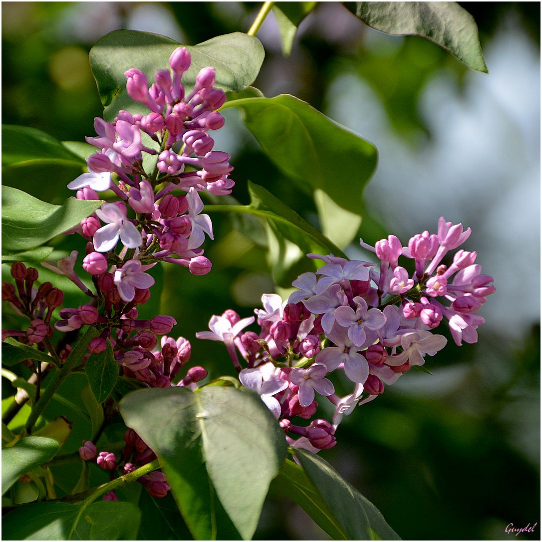 Nikon D5200 sample photo. C'est parti pour le lilas ! photography