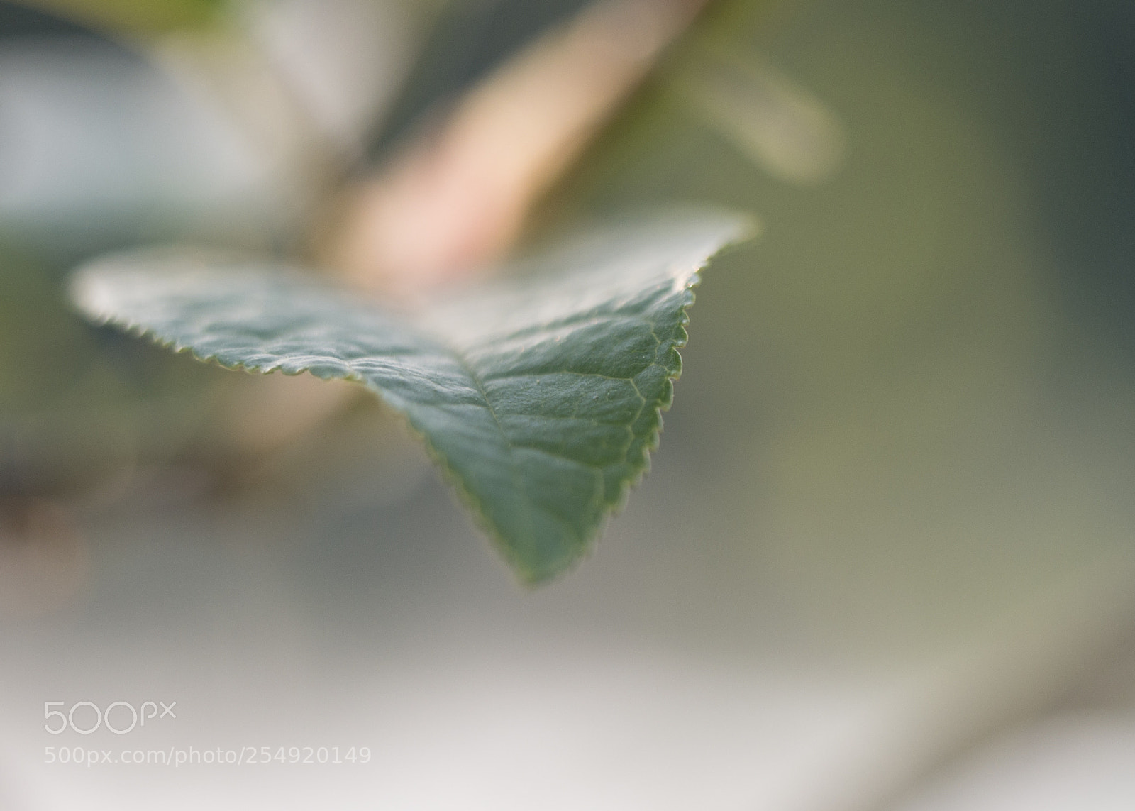 Panasonic DMC-G70 sample photo. Leaf photography