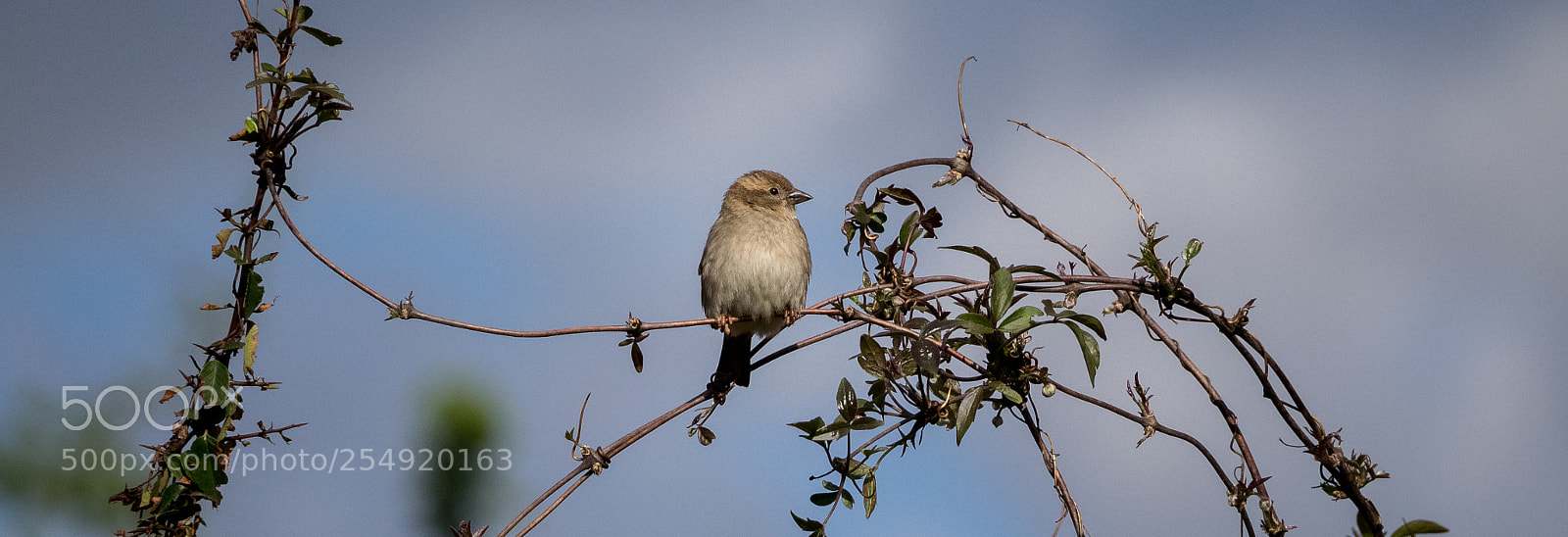 Olympus OM-D E-M1 sample photo. Waiting sparrow photography