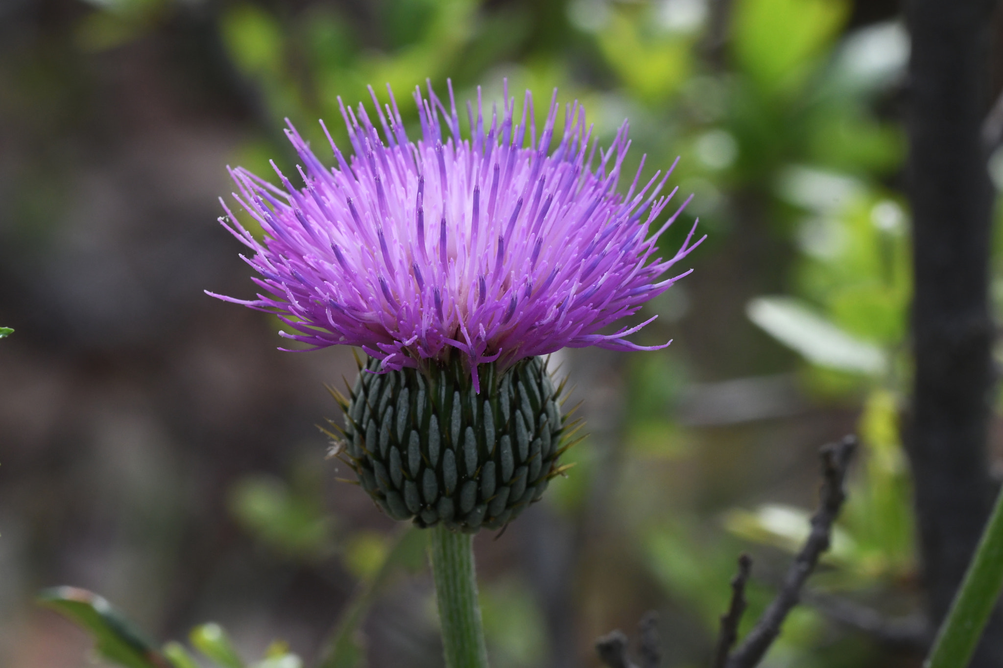 Sigma 150mm F2.8 EX DG OS Macro HSM sample photo. Prickly purple photography