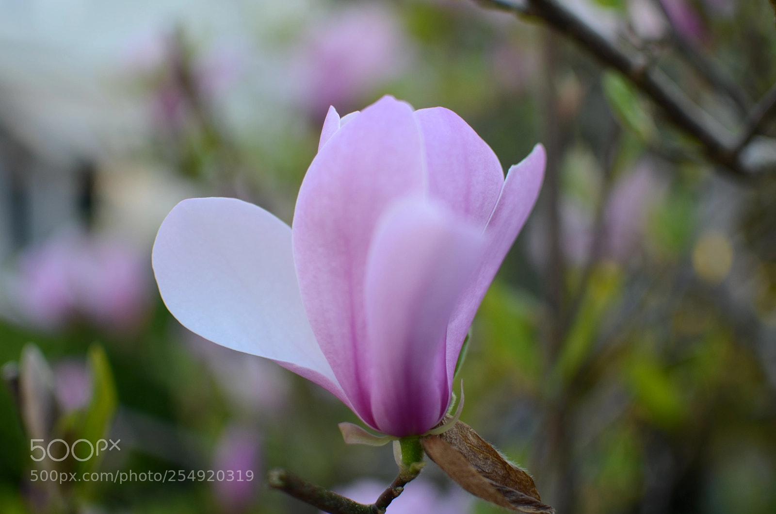 Nikon D5100 + Nikon AF-S DX Nikkor 35mm F1.8G sample photo. Magnolia photography
