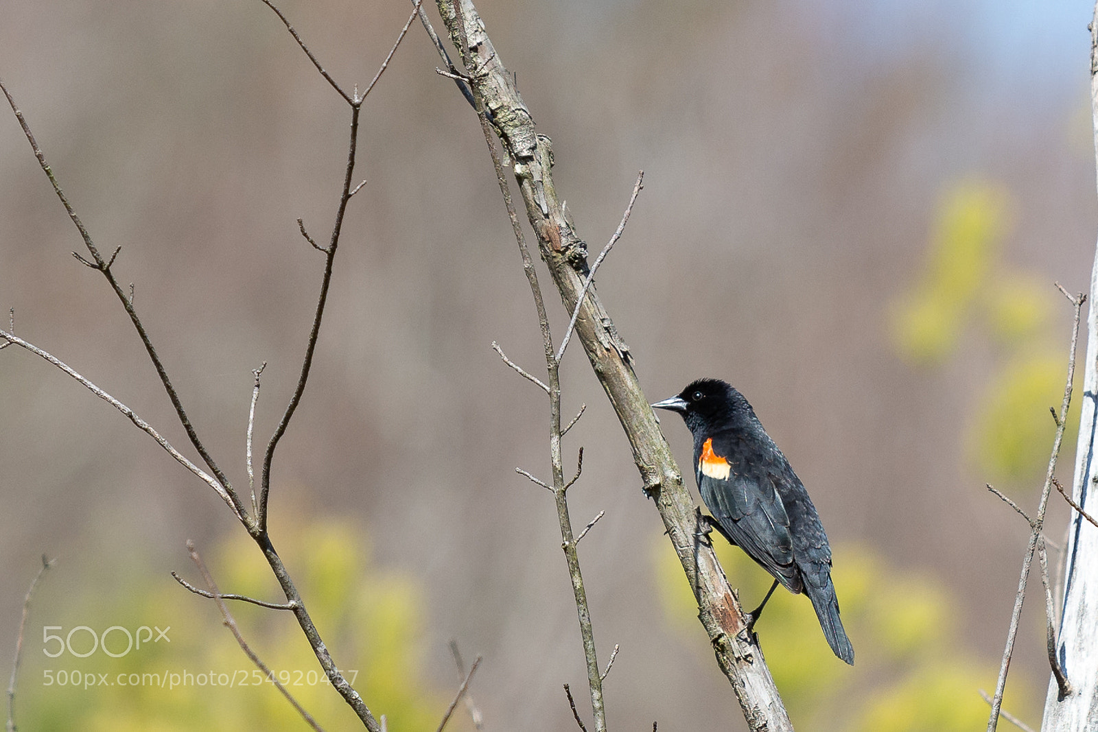 Nikon D7100 sample photo. Red winged blackbird photography