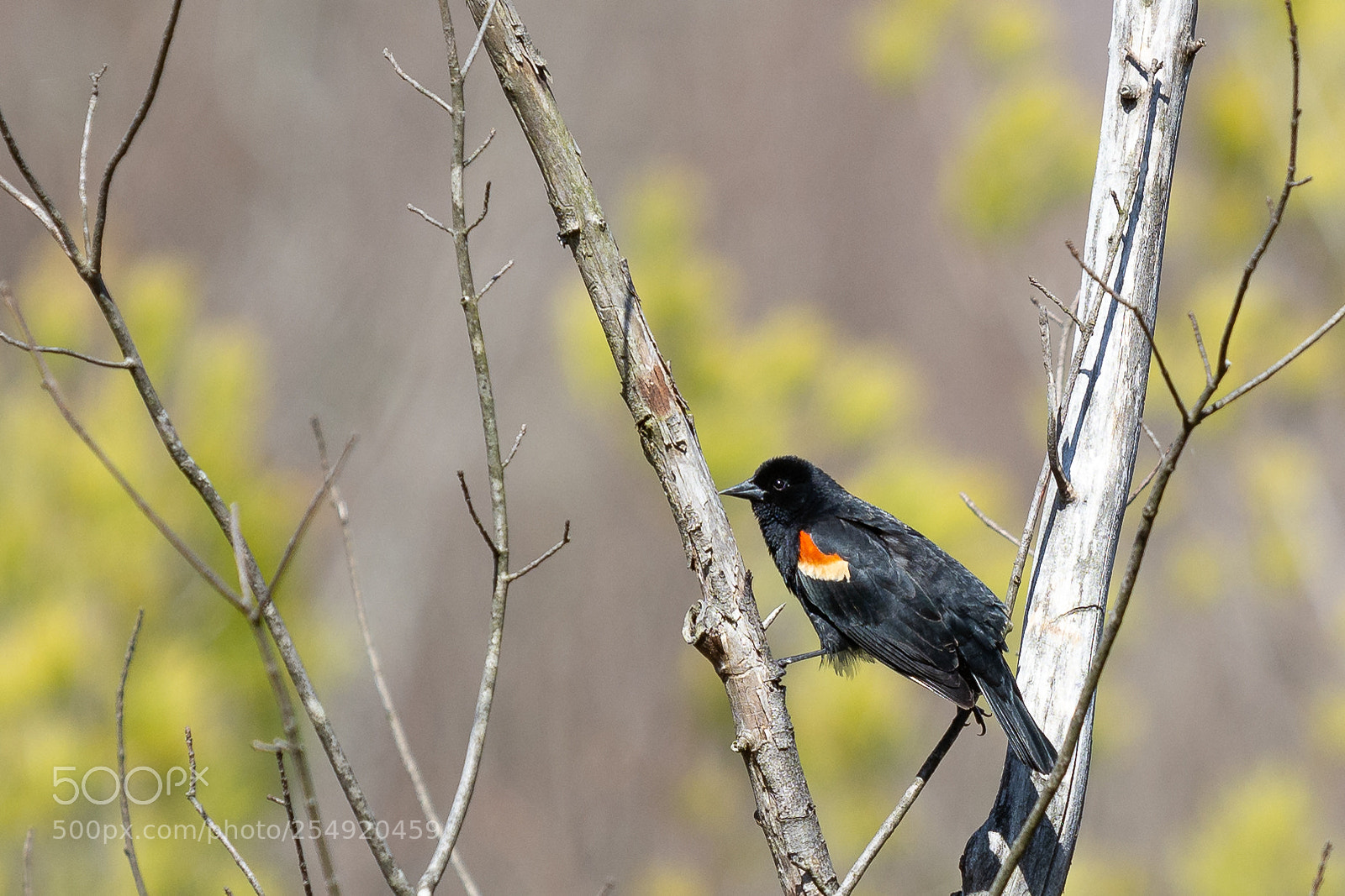 Nikon D7100 sample photo. Red winged blackbird photography