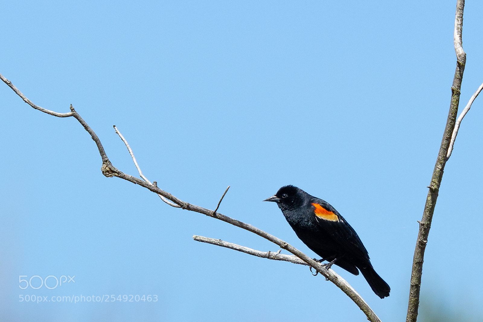 Nikon D7100 sample photo. Red winged blackbird photography