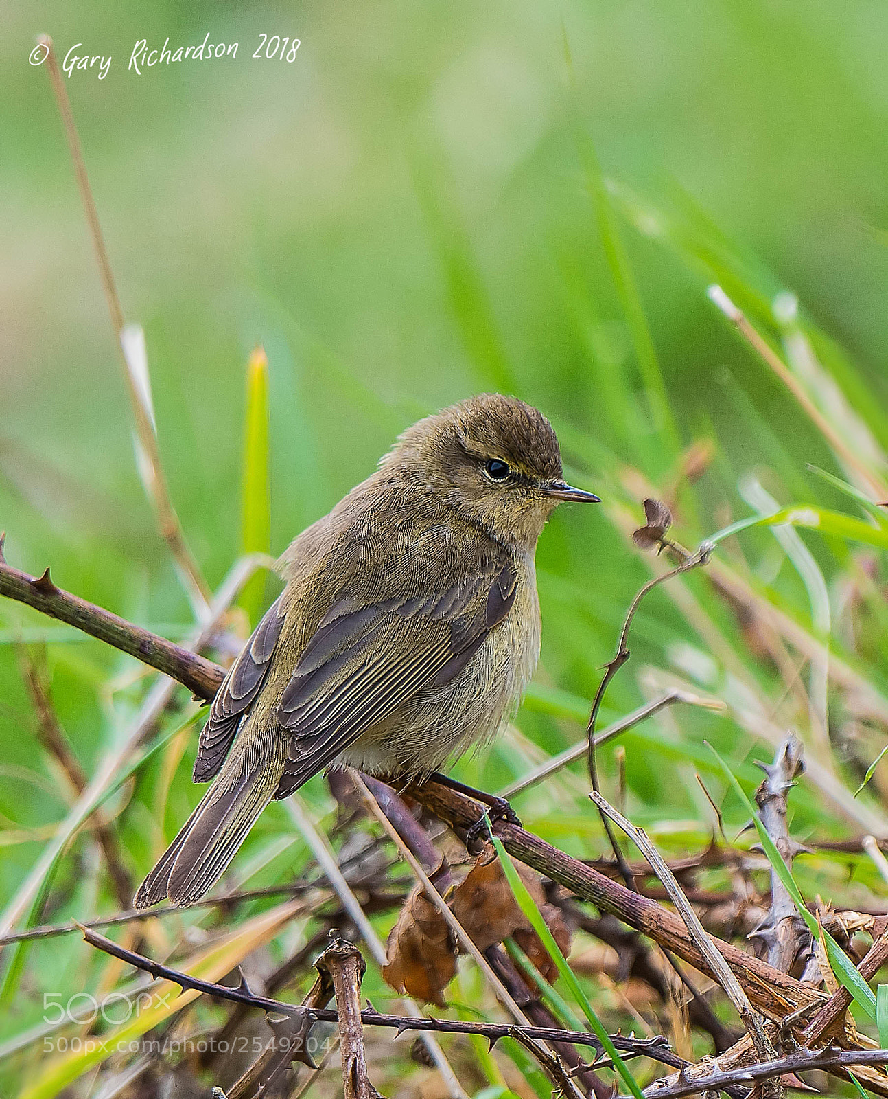 Nikon D500 sample photo. Chiffchaff photography