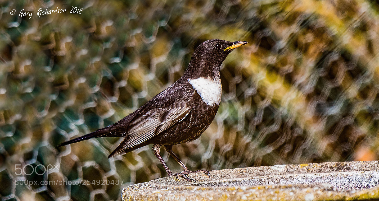 Nikon D500 sample photo. Ring ouzel photography