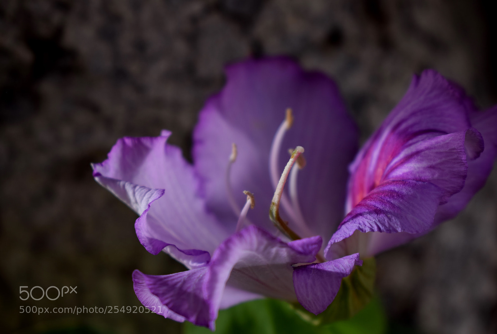 Nikon D5300 sample photo. Spring photography