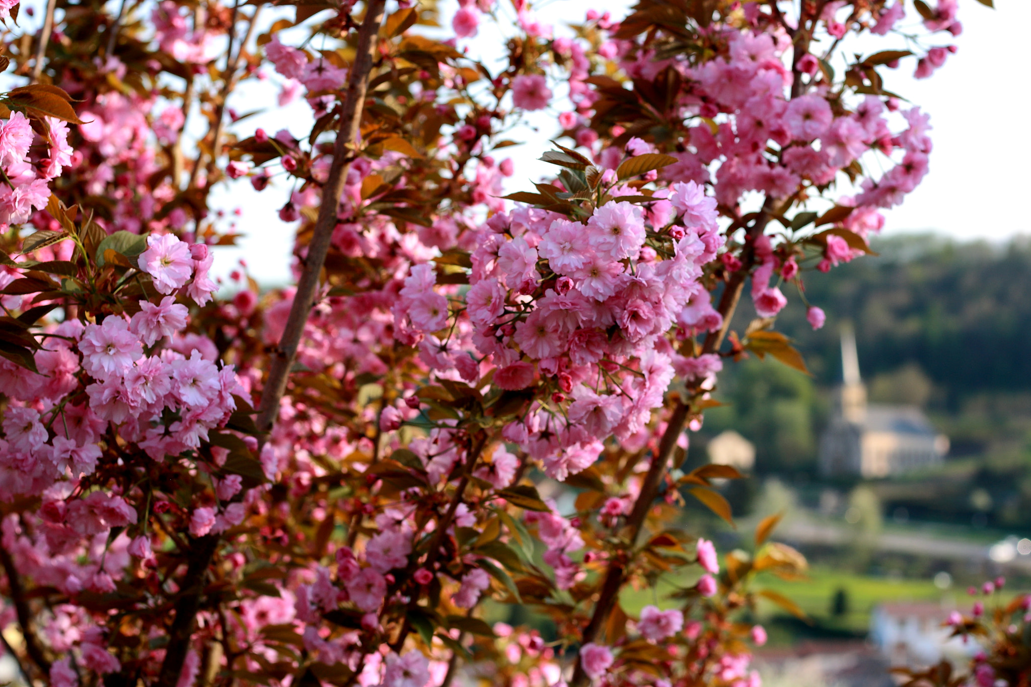 Canon EOS 1000D (EOS Digital Rebel XS / EOS Kiss F) sample photo. Prunus photography