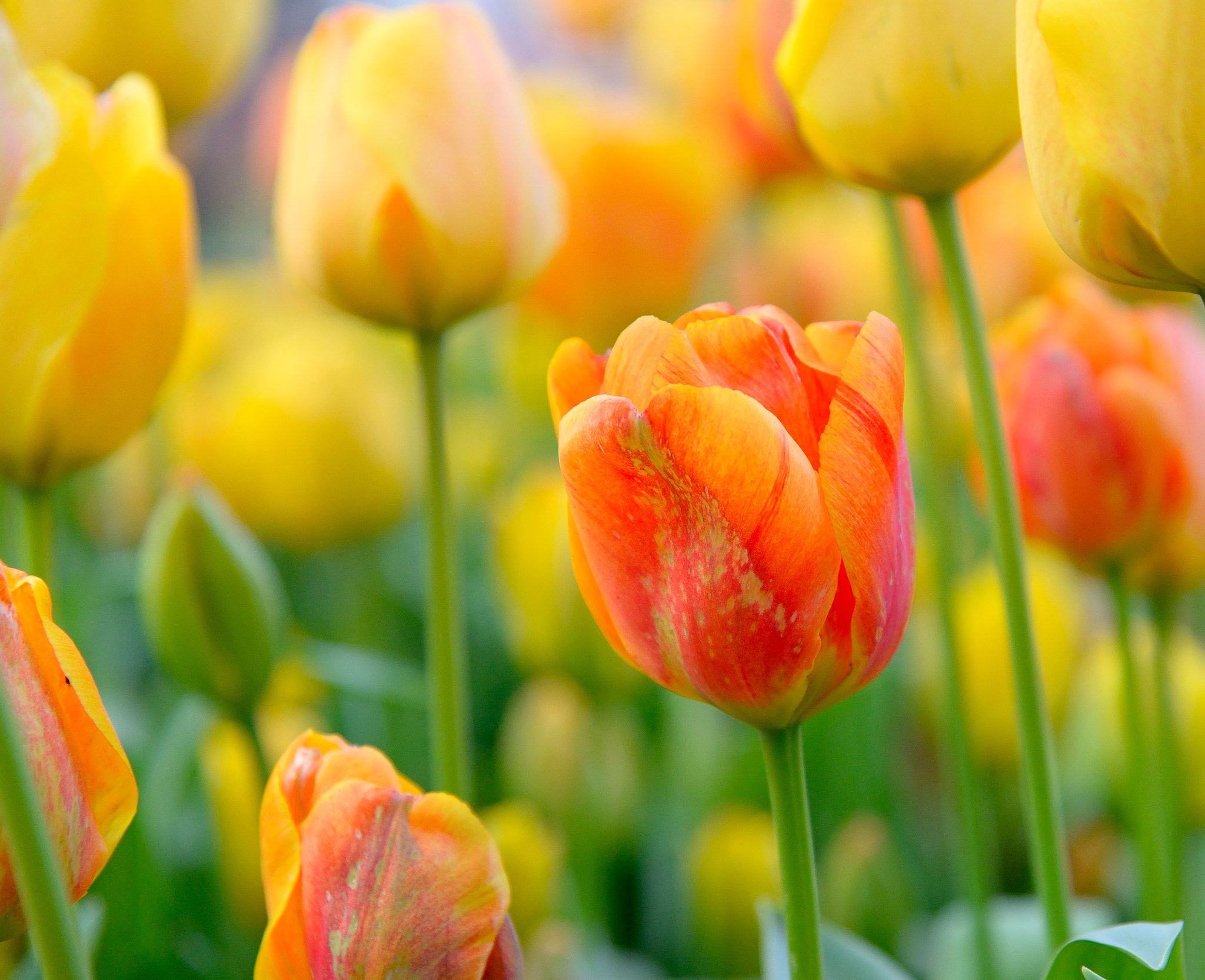 Nikon D610 sample photo. Tulips photography