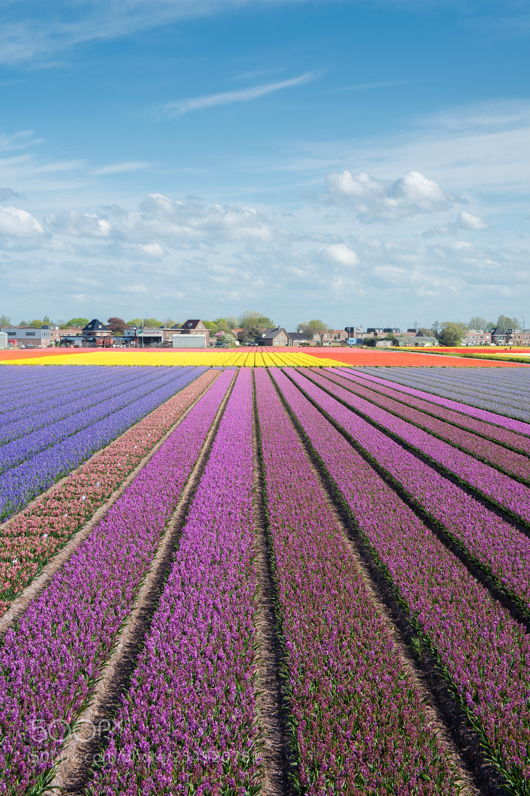 Nikon D7200 sample photo. Colored holland photography