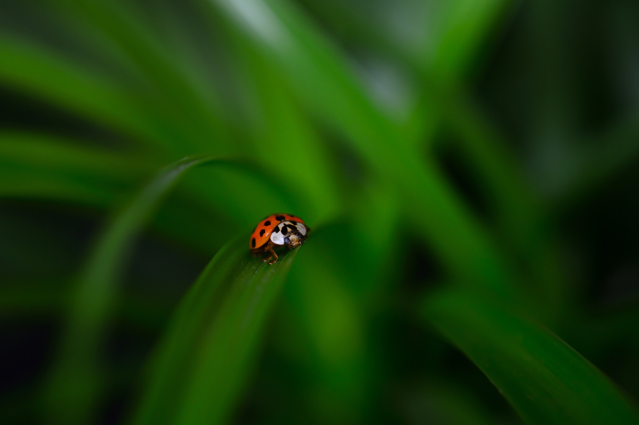 Nikon AF-S DX Micro Nikkor 40mm F2.8 sample photo. * ladybug * photography