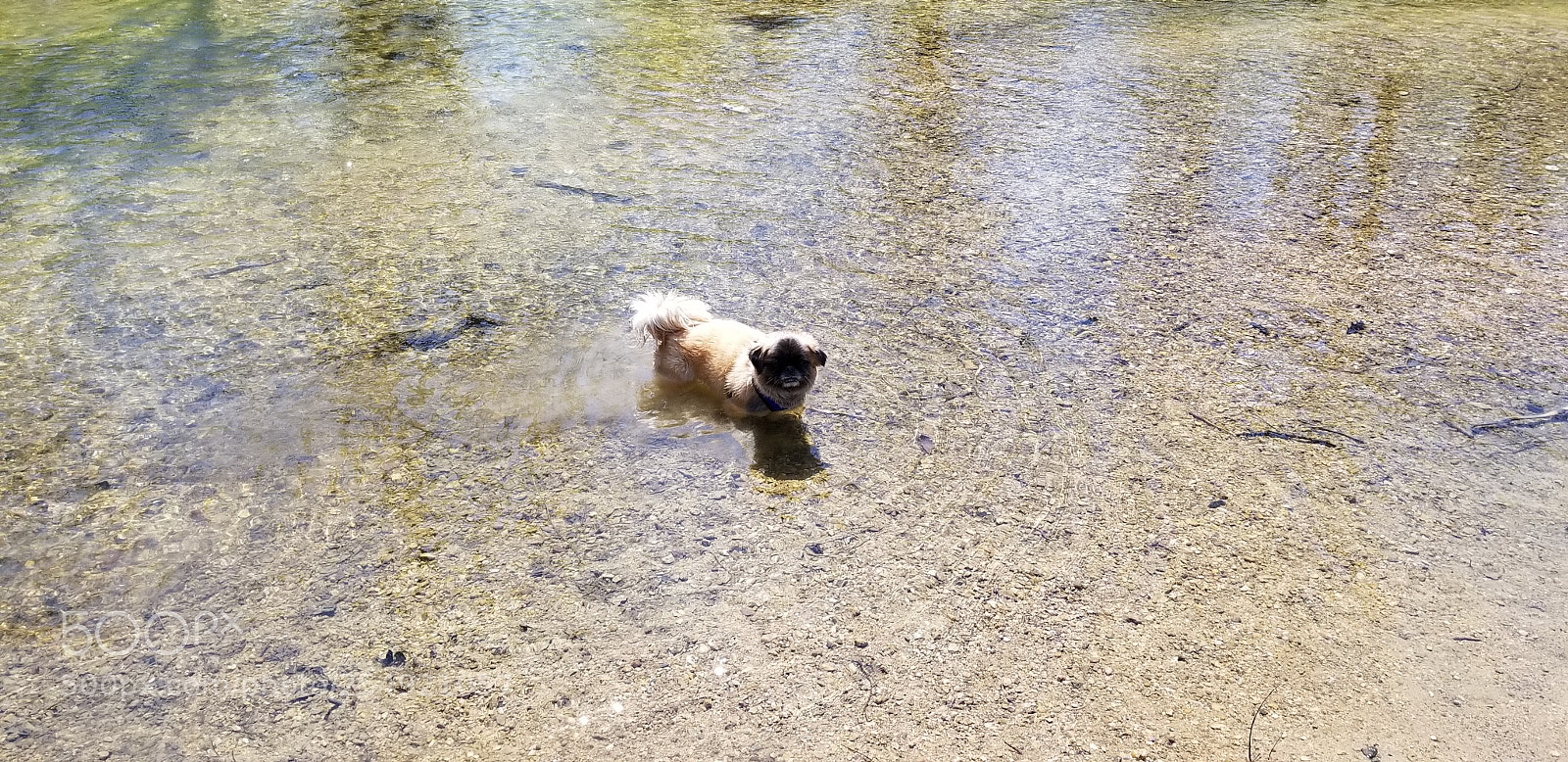 Samsung Galaxy S8 sample photo. Benny wading photography