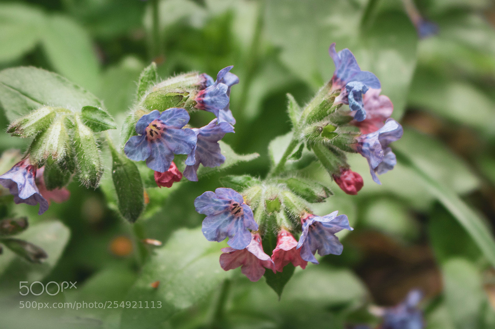 Canon EOS 750D (EOS Rebel T6i / EOS Kiss X8i) sample photo. Florest photography
