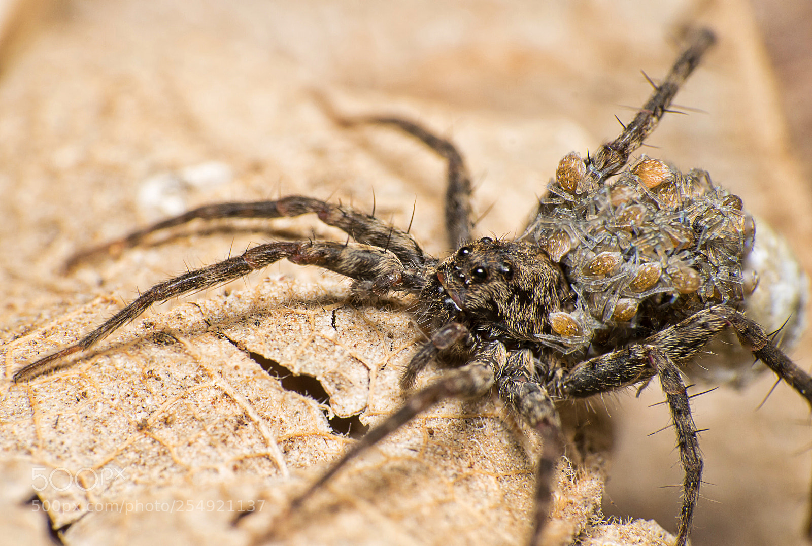 Nikon D5300 sample photo. Mommy spider carrying babies photography