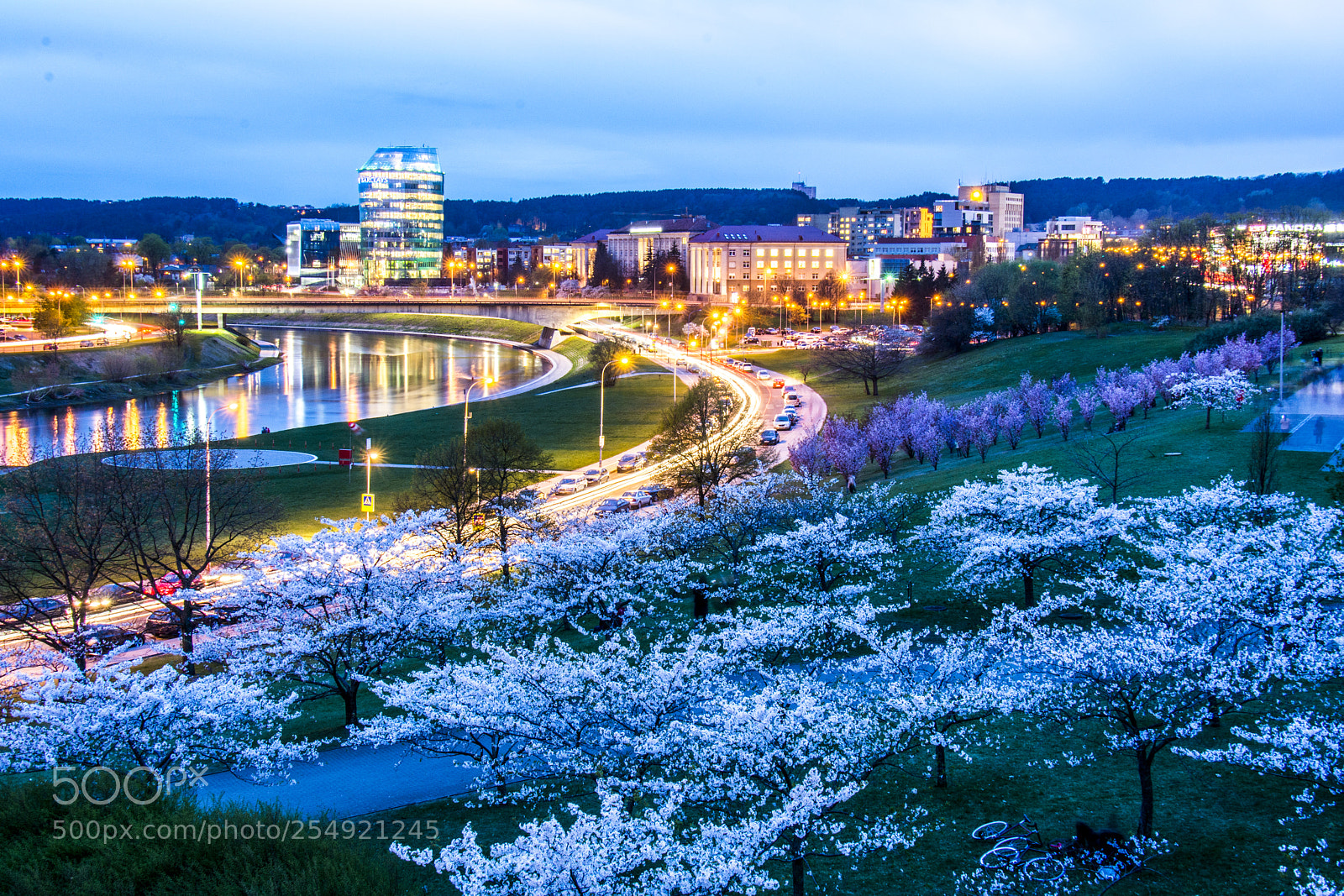 Nikon D7100 sample photo. Blooming sakuras in vilnius photography