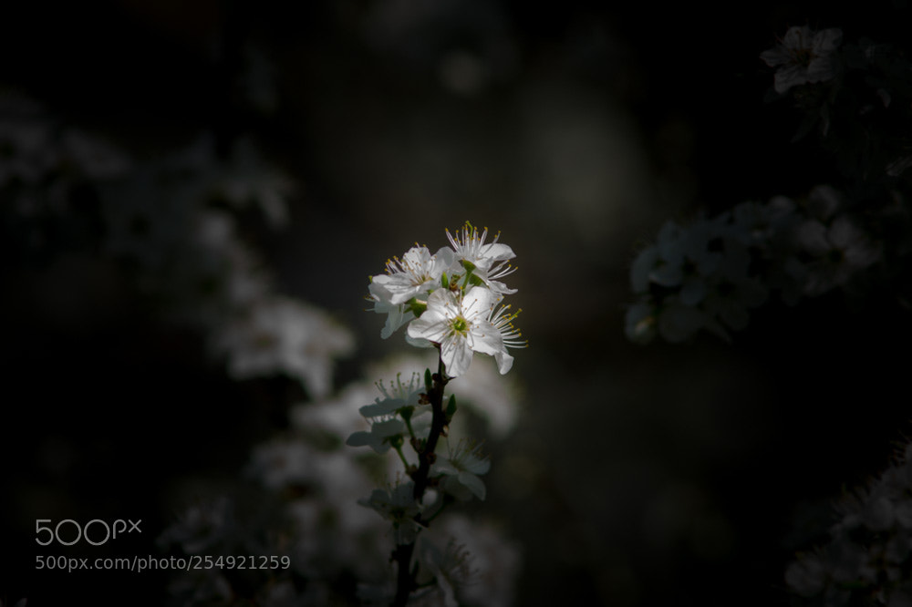 Sony SLT-A58 sample photo. Whiteness photography