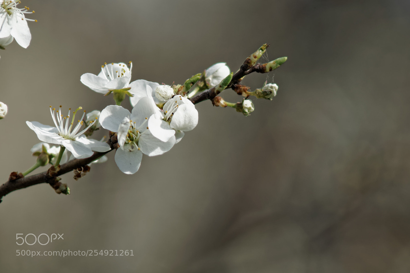 Sony SLT-A58 sample photo. Apple flower photography