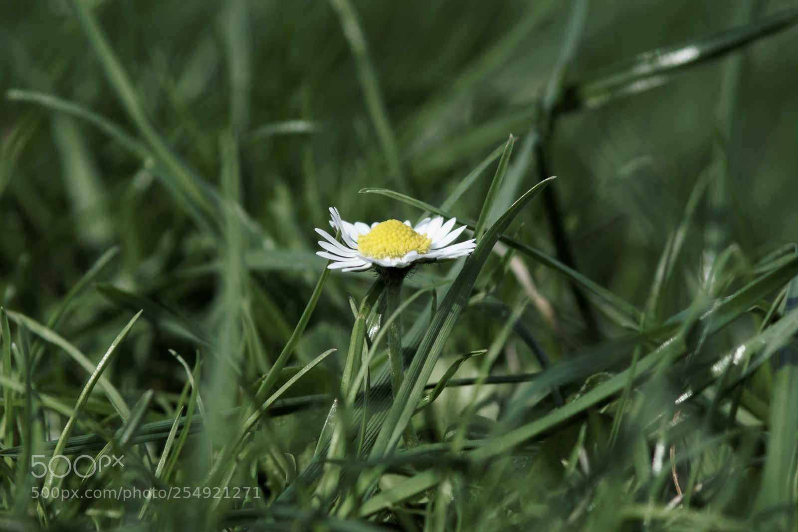 Sony SLT-A58 sample photo. Nature photography