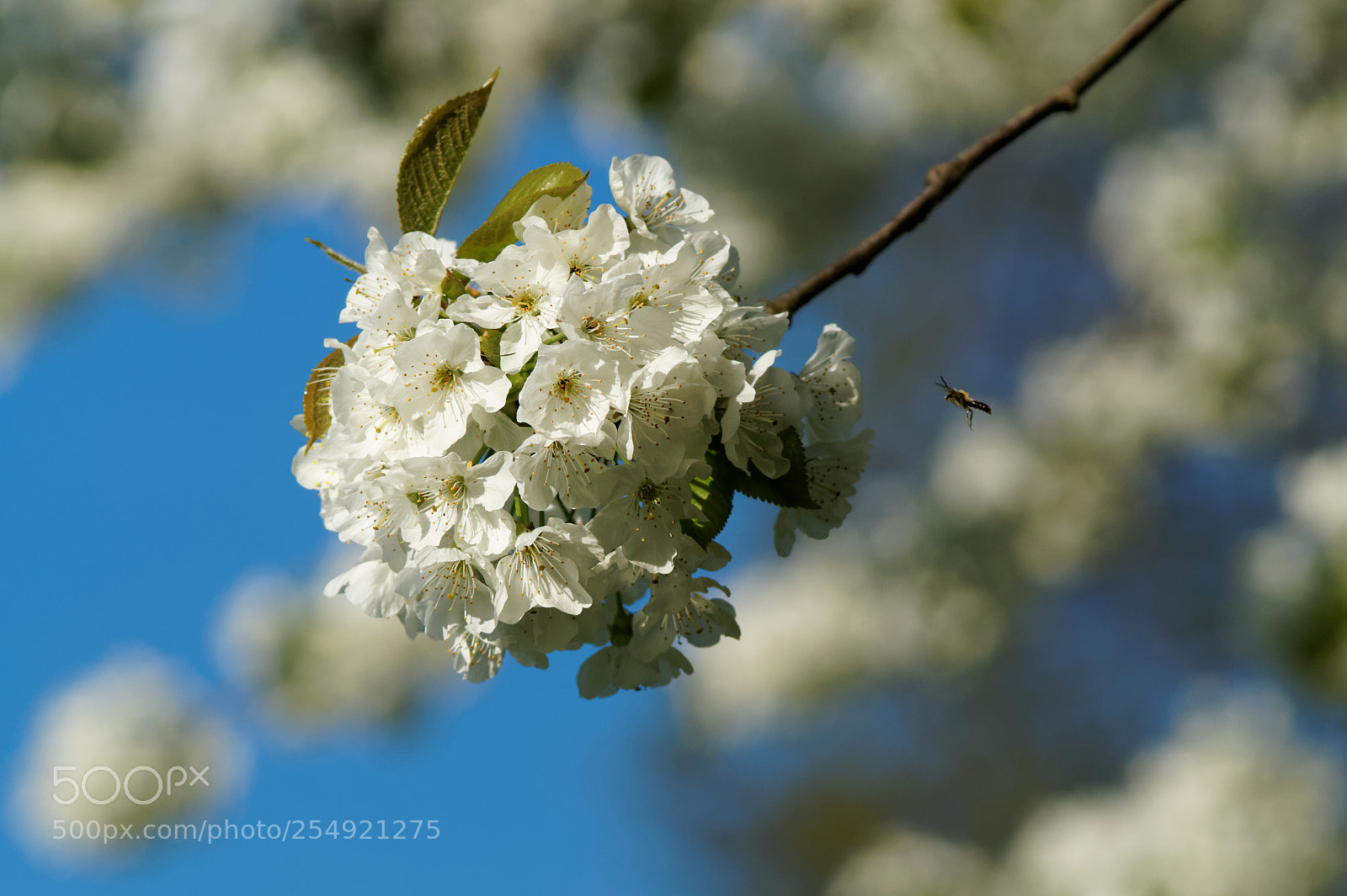 Sony SLT-A58 sample photo. Apple flower 2 photography