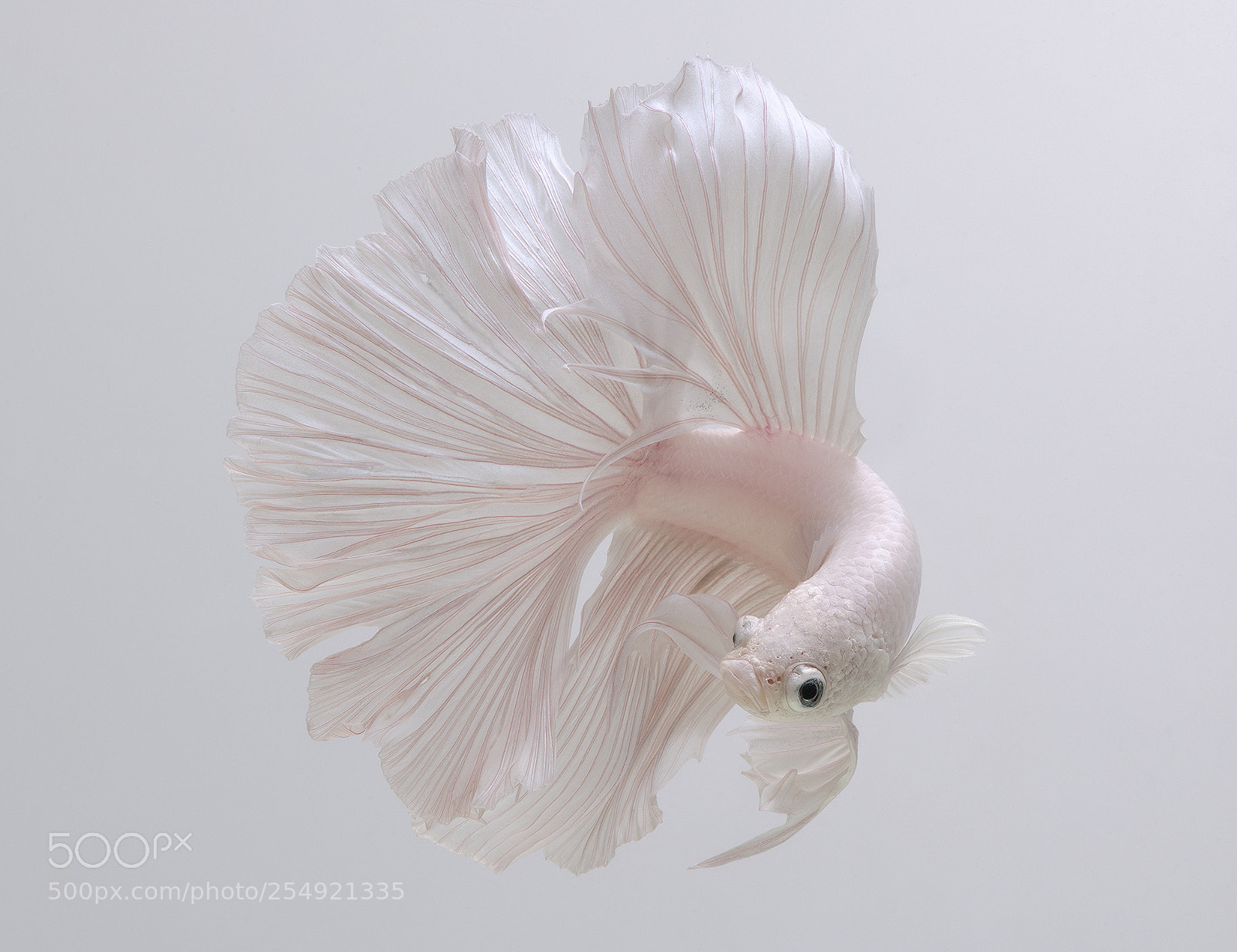 Nikon D850 sample photo. Siamese fighting fish, bettafish photography