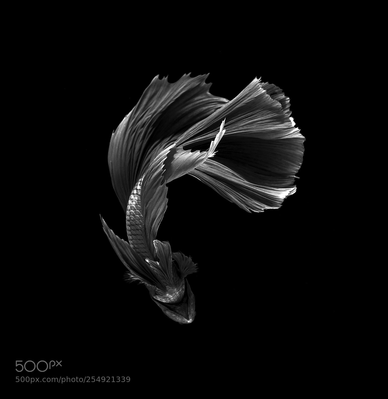 Nikon D850 sample photo. Siamese fighting fish, bettafish photography