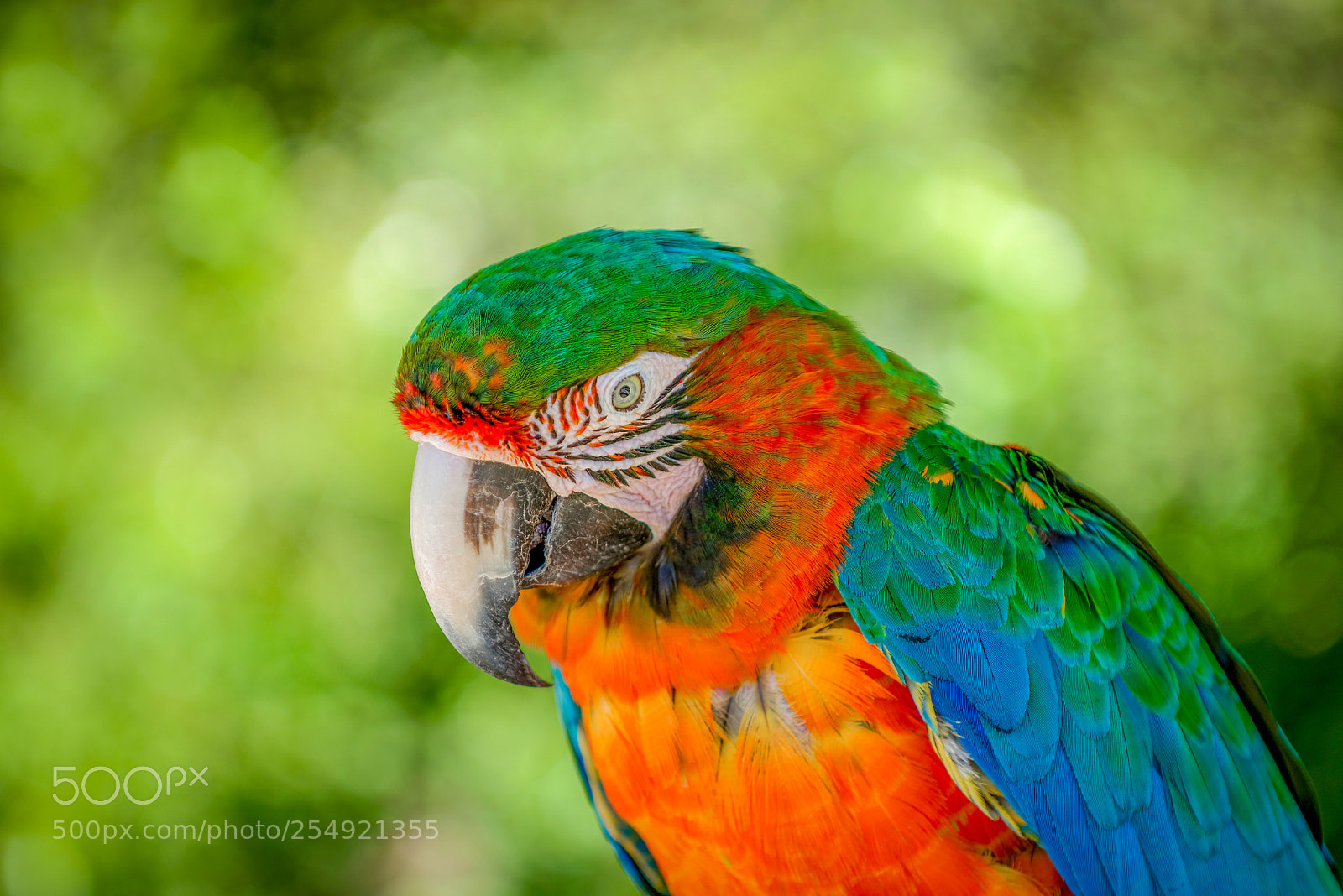 Nikon D800 sample photo. Colorful macaw photography