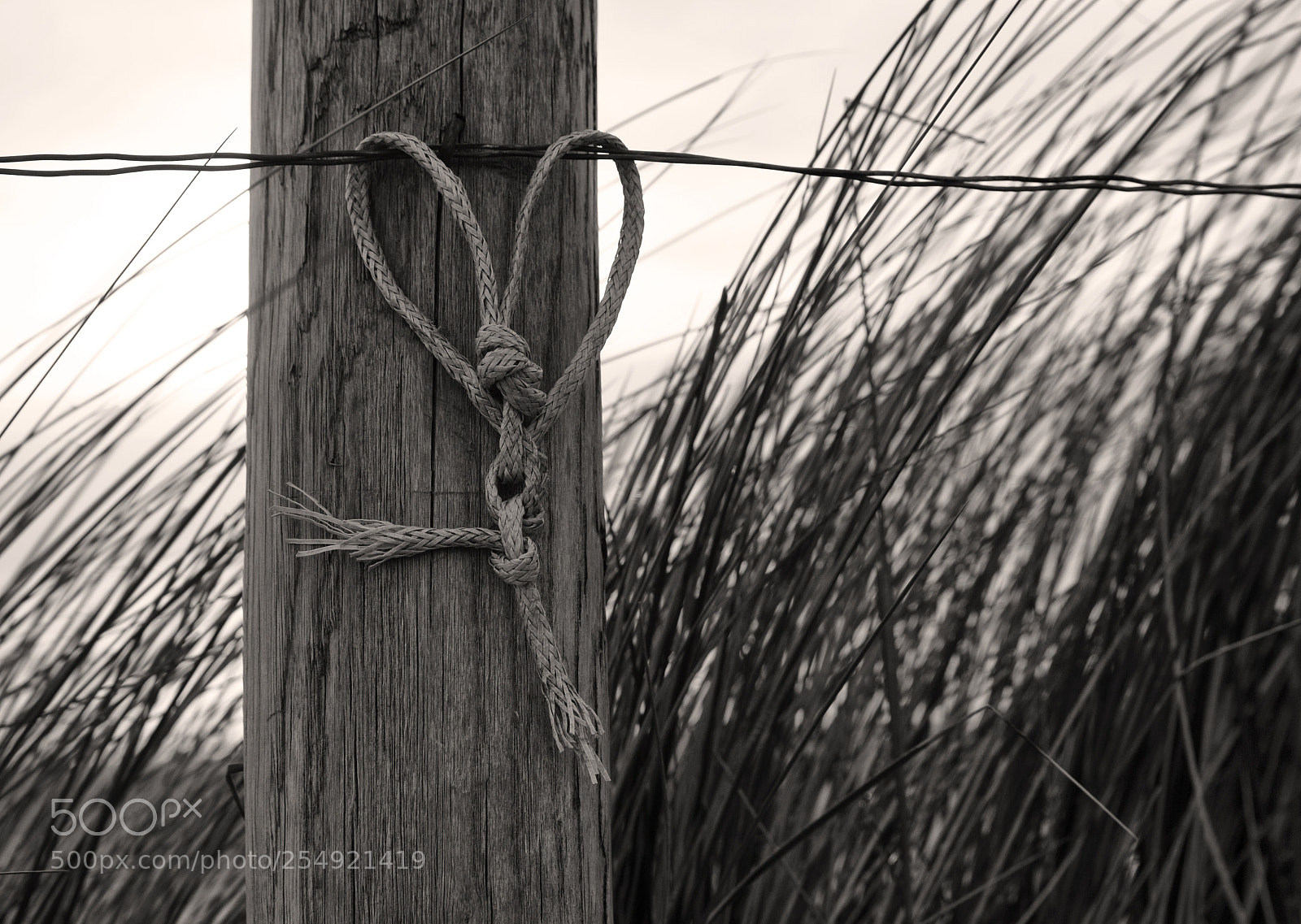 Sony SLT-A65 (SLT-A65V) sample photo. Hart photography