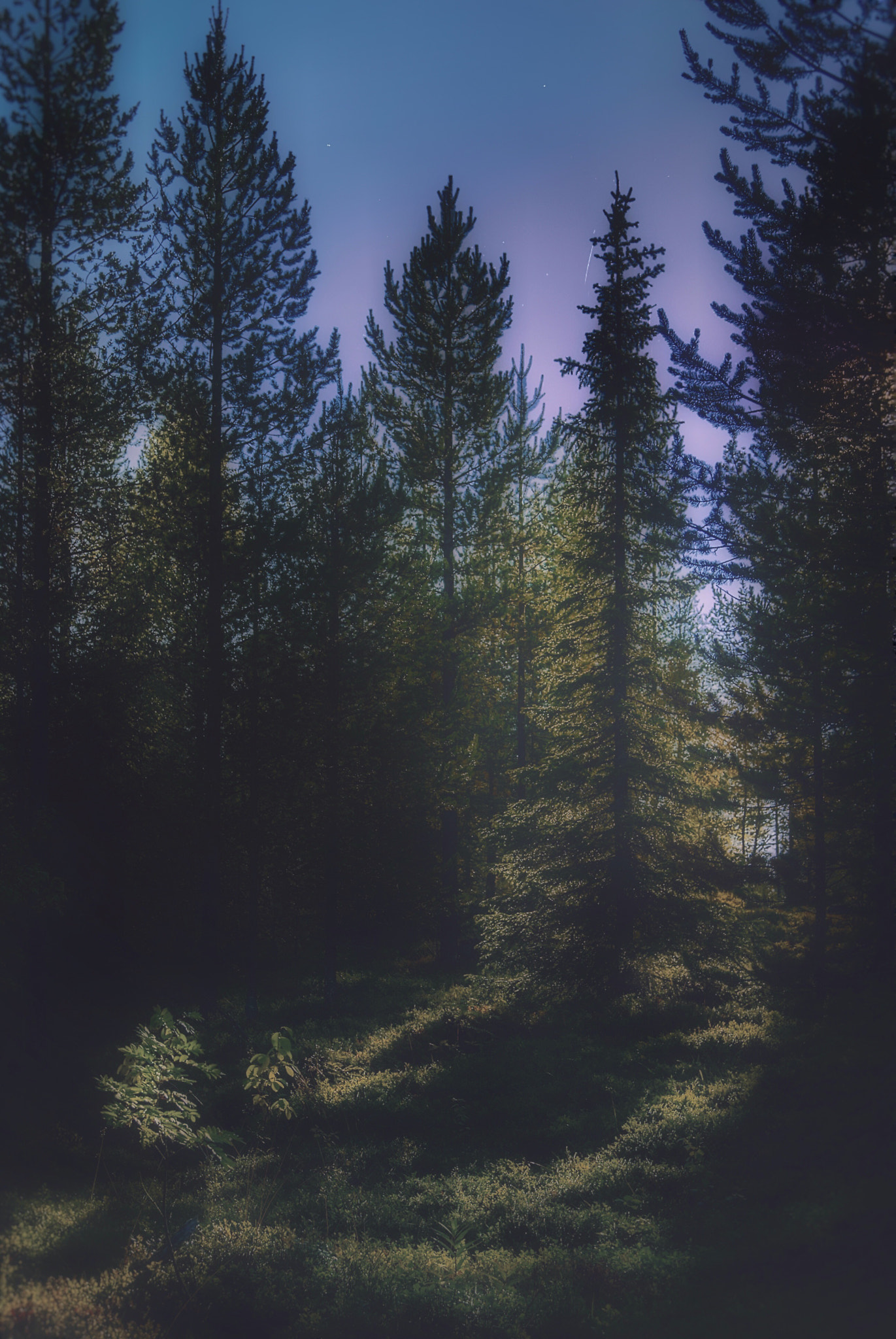 Sony Alpha DSLR-A330 sample photo. A man can leave the forest but the forest will never leave a man photography