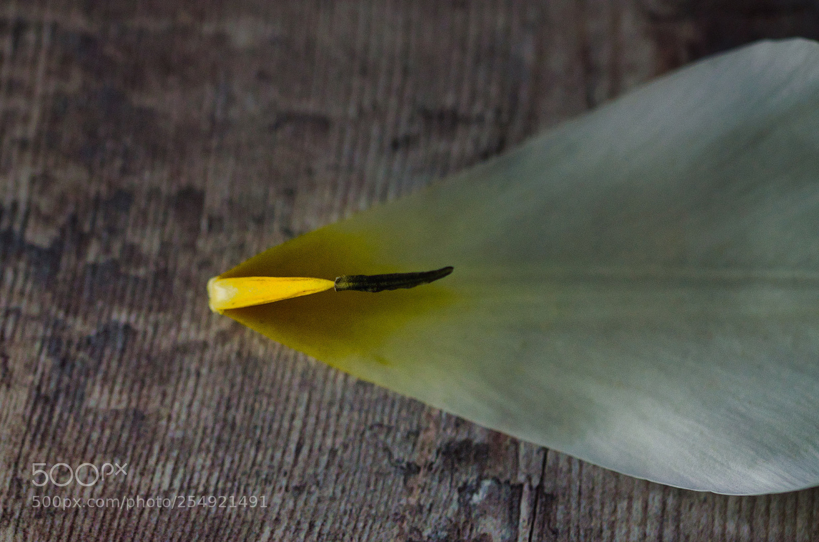 Nikon D7000 sample photo. Petal pollen photography