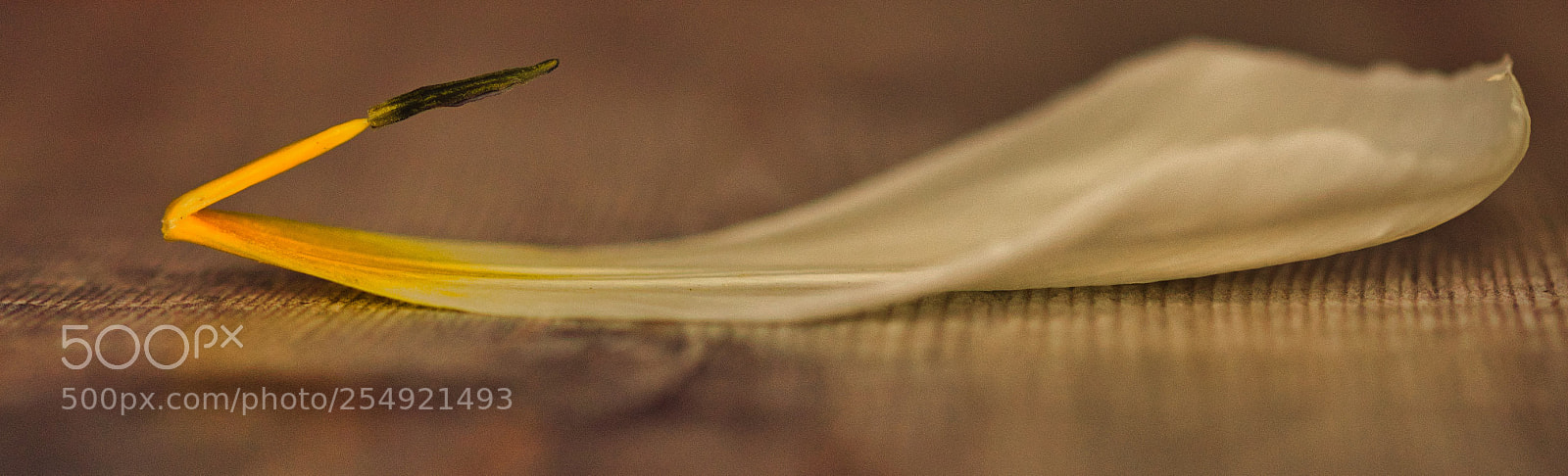 Nikon D7000 sample photo. Sepia petal photography
