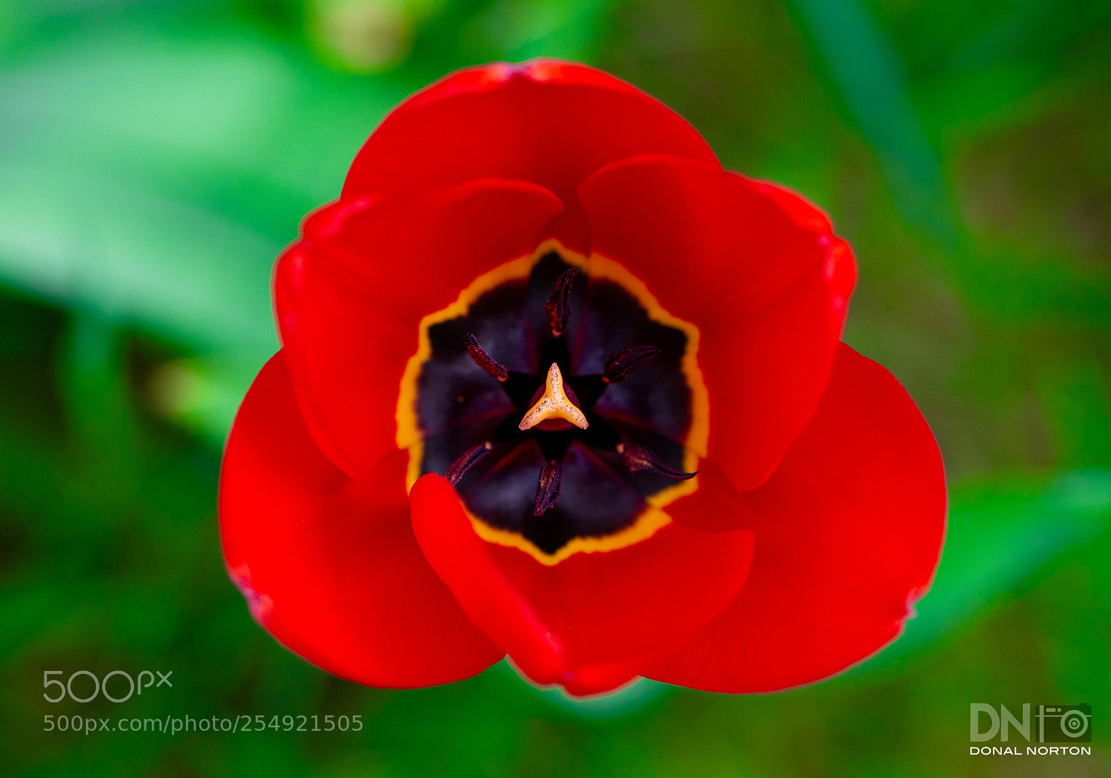 Nikon D800 sample photo. Tulip having just bloomed photography