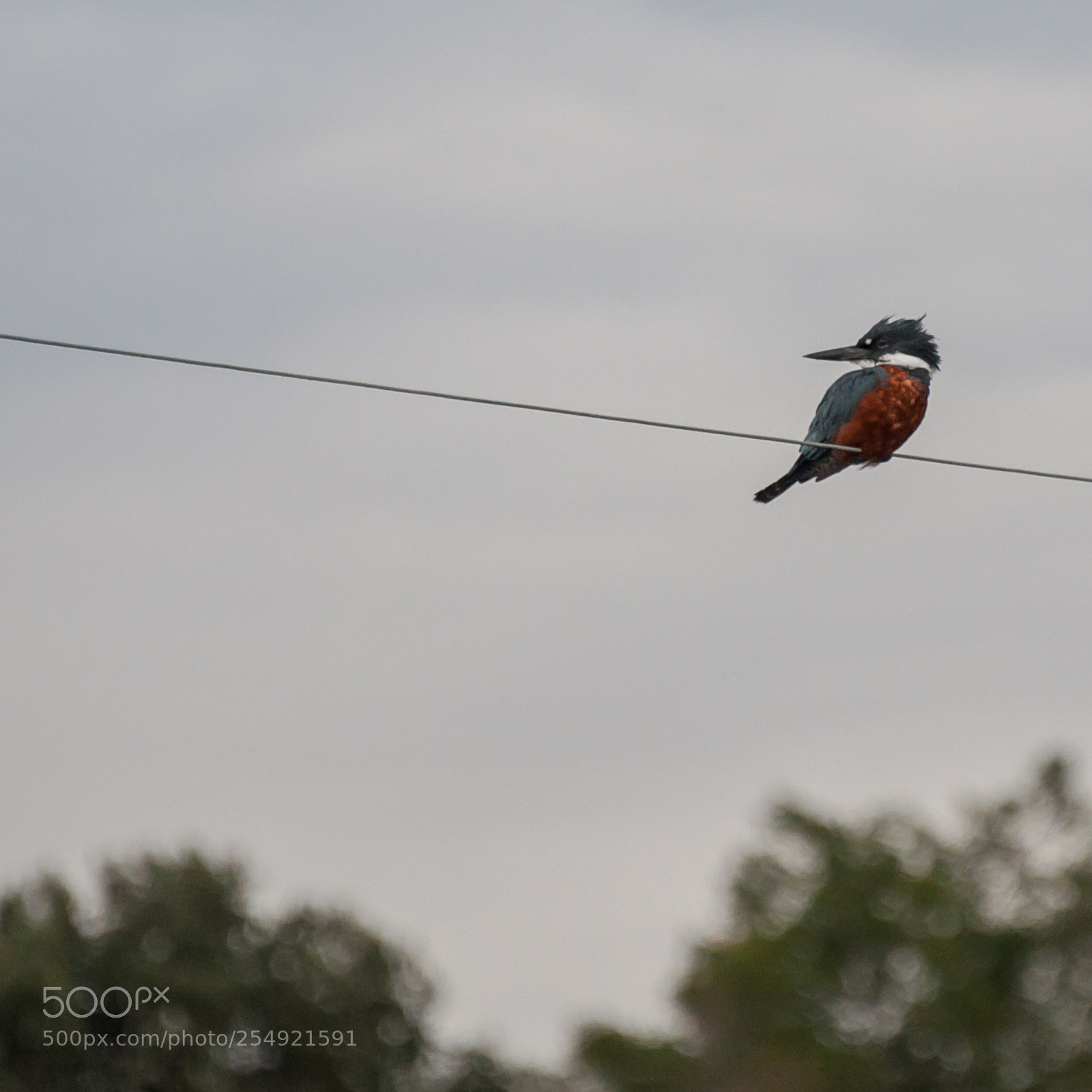 Nikon D90 sample photo. Ringed kingfisher photography
