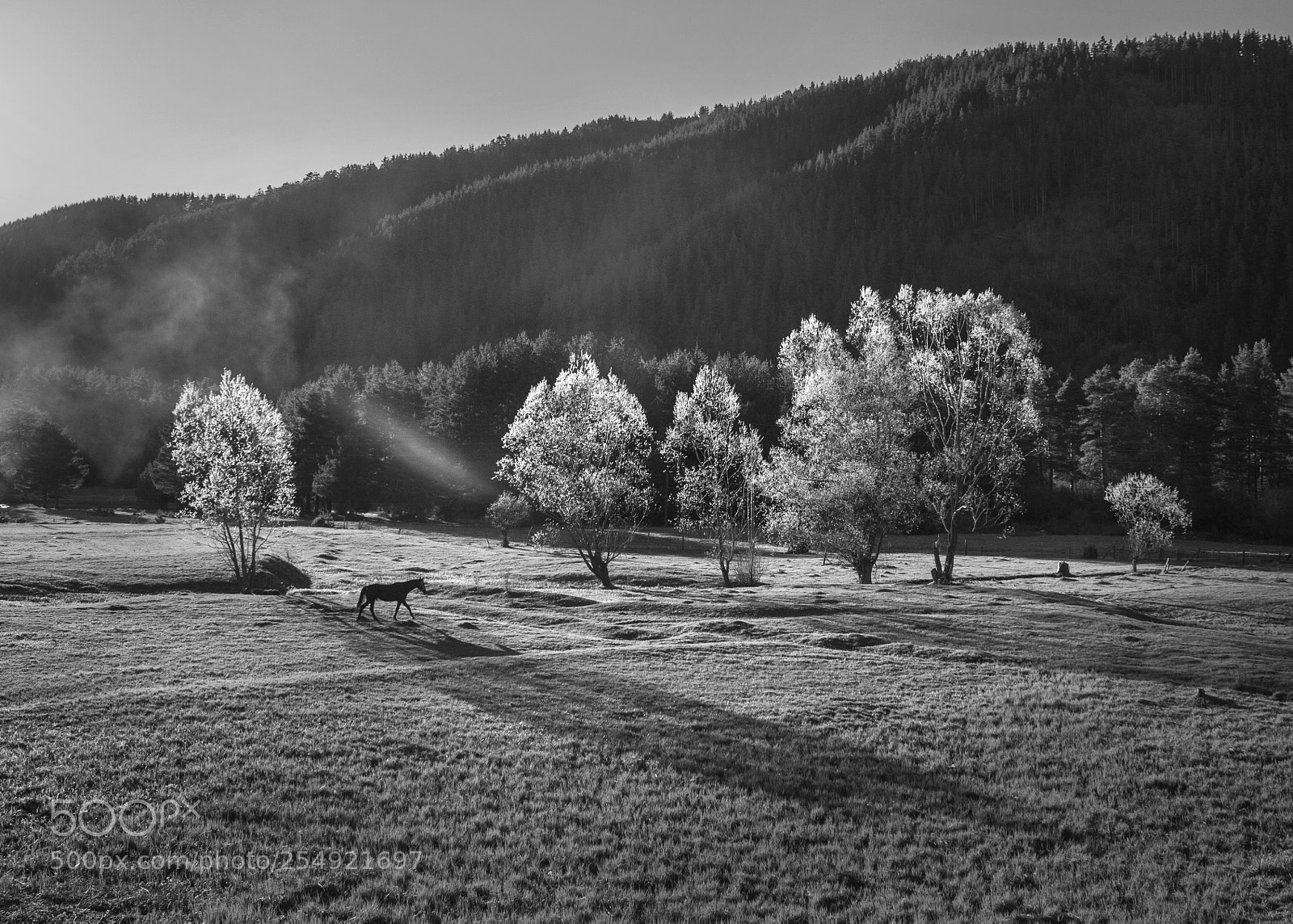 Canon EOS 60D sample photo. Horses...country photography